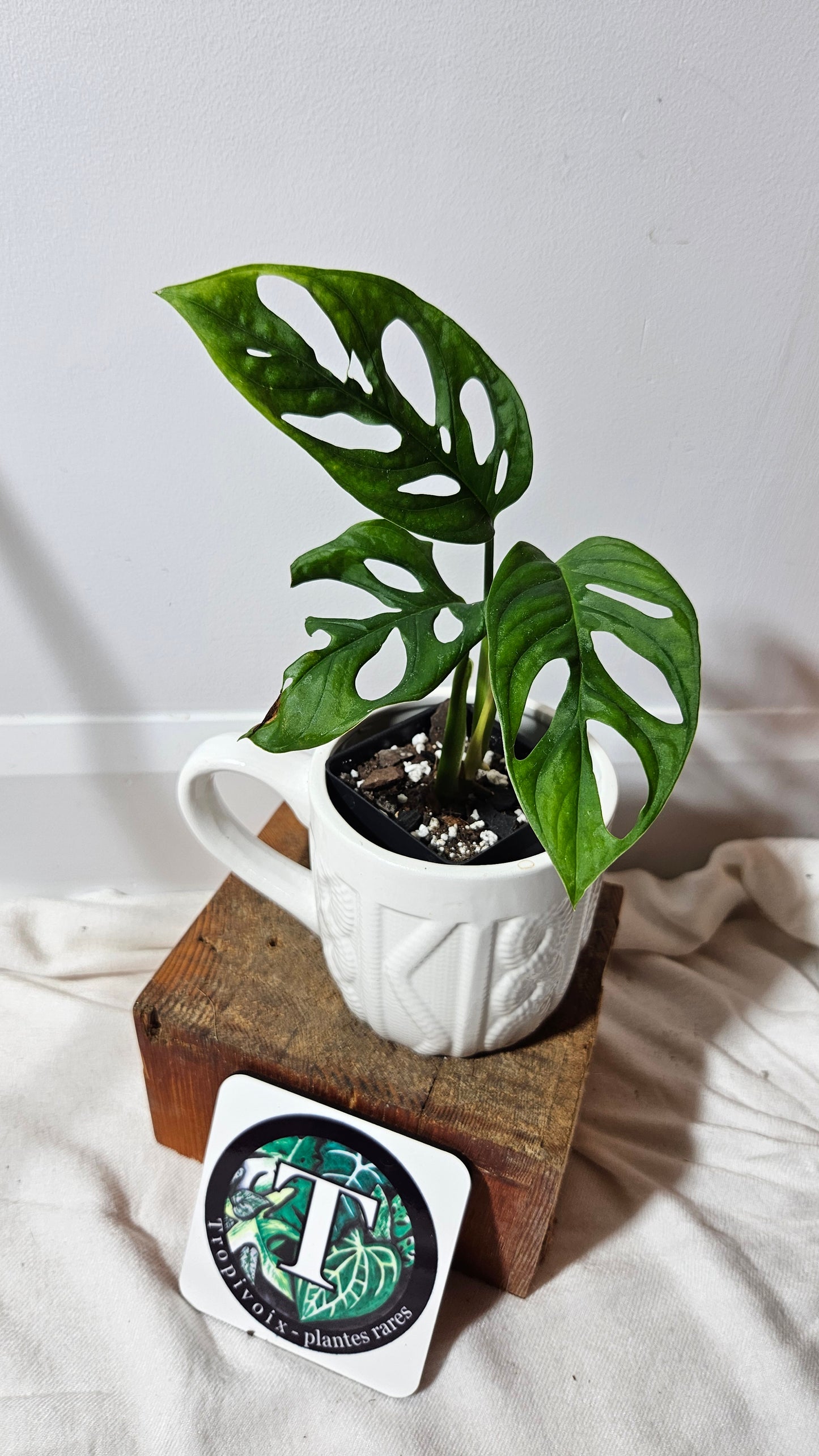 Monstera Acuminata (MON-224)