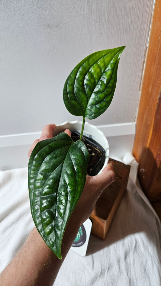 Monstera Obliqua Aff Black Strypes  (MON-426)