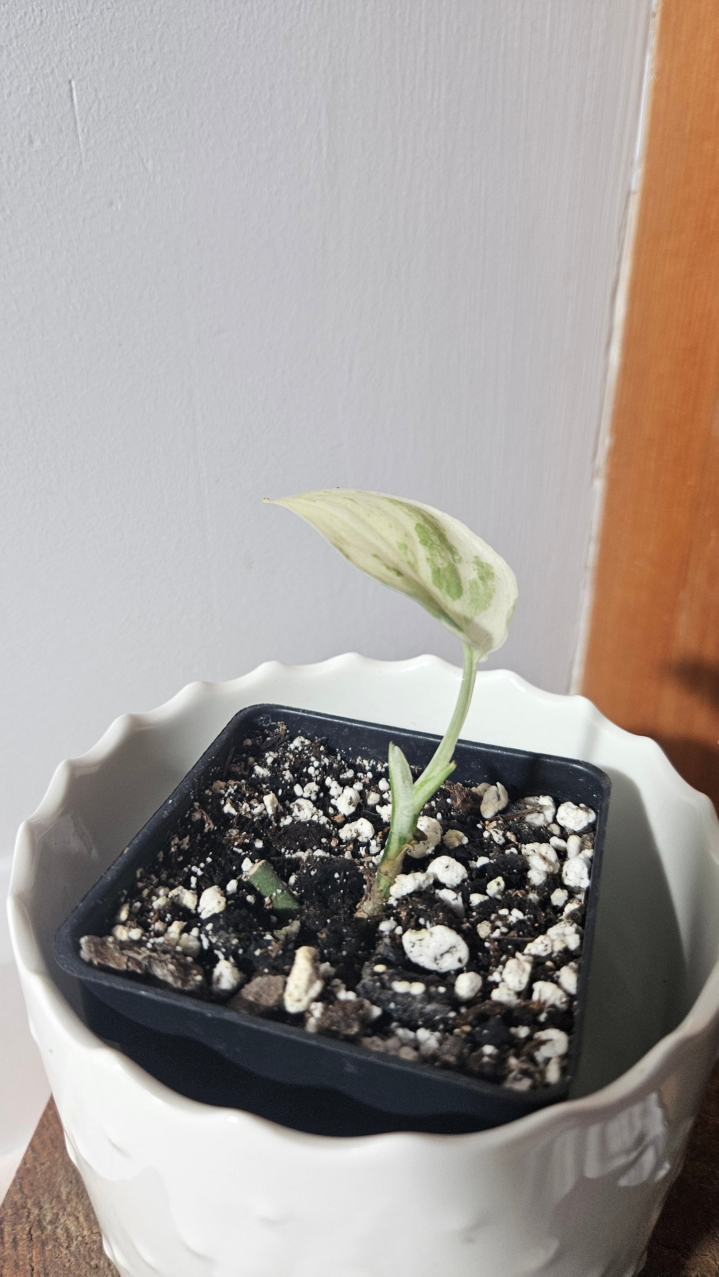 Scindapsus Satin Hapmun/Halimun (SCI-921)