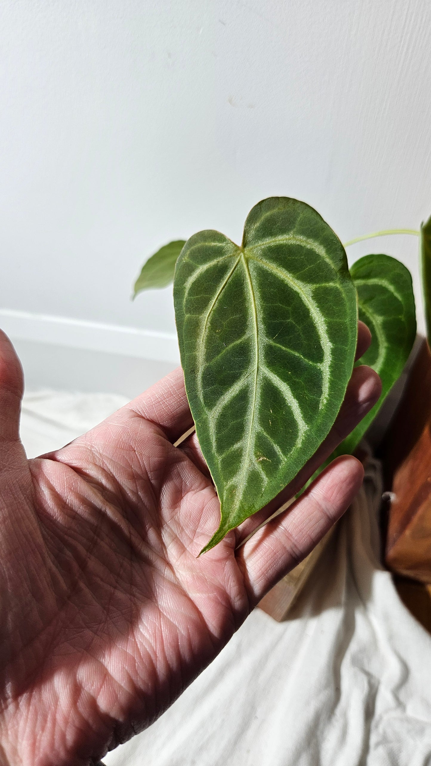 Anthurium Magnificum (équateur) "format MOYEN"(ANT-235)