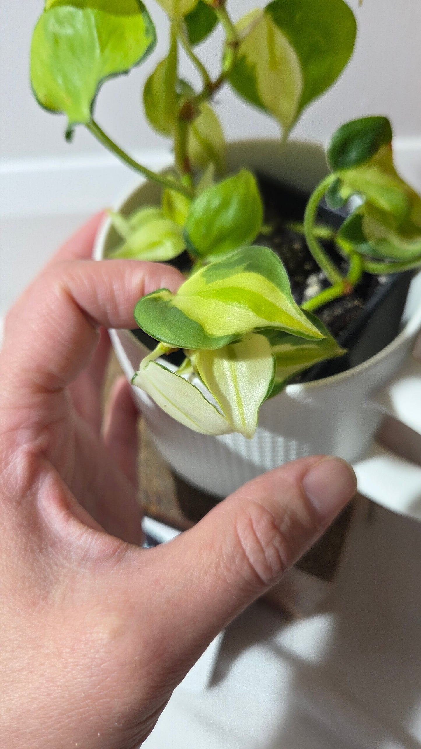 Philodendron Hederaceum Cream Splash (PHI-988)