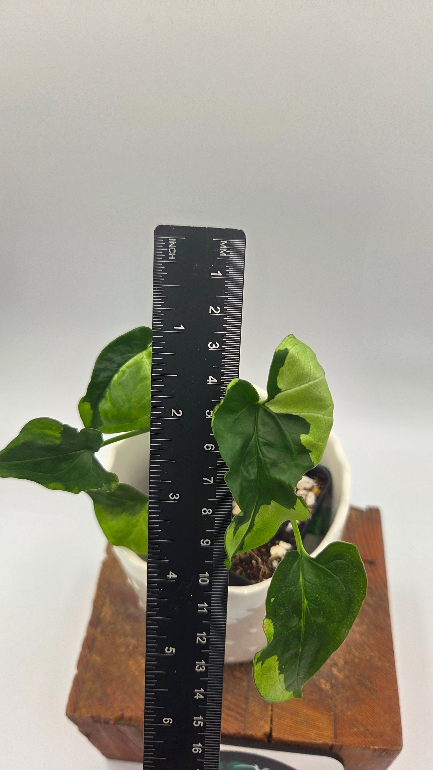 Syngonium Green Beauty (SYN-507)
