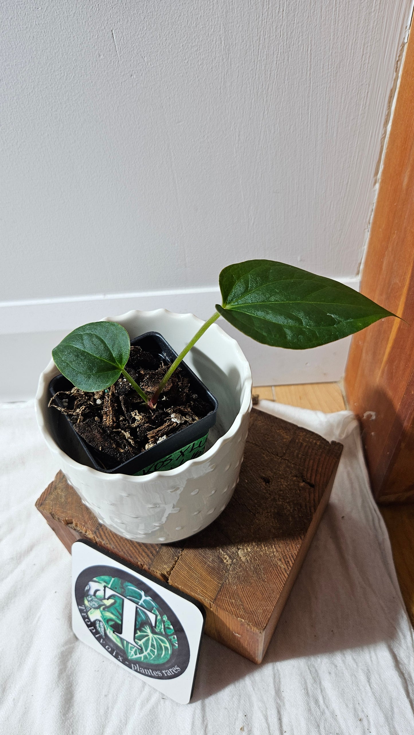 Anthurium KOS X Luxurians "format PETIT" (ANT-627)
