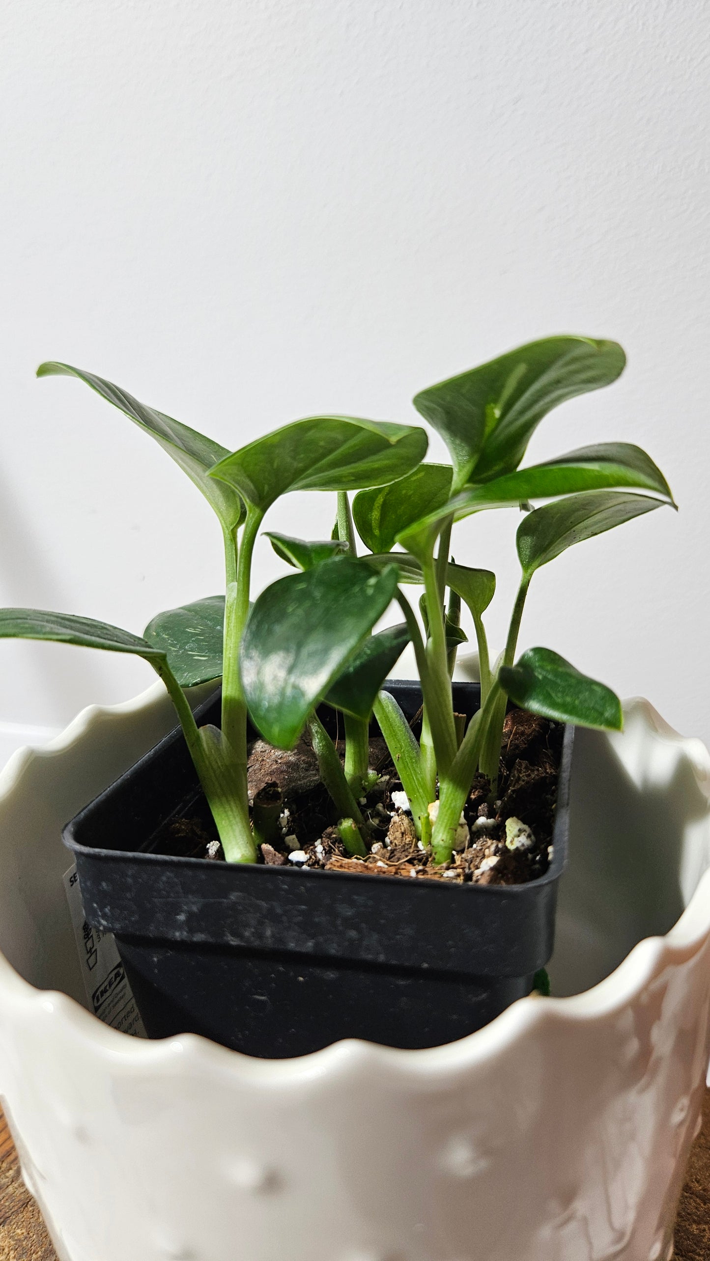 Monstera Standleyana Albo (MON-212)