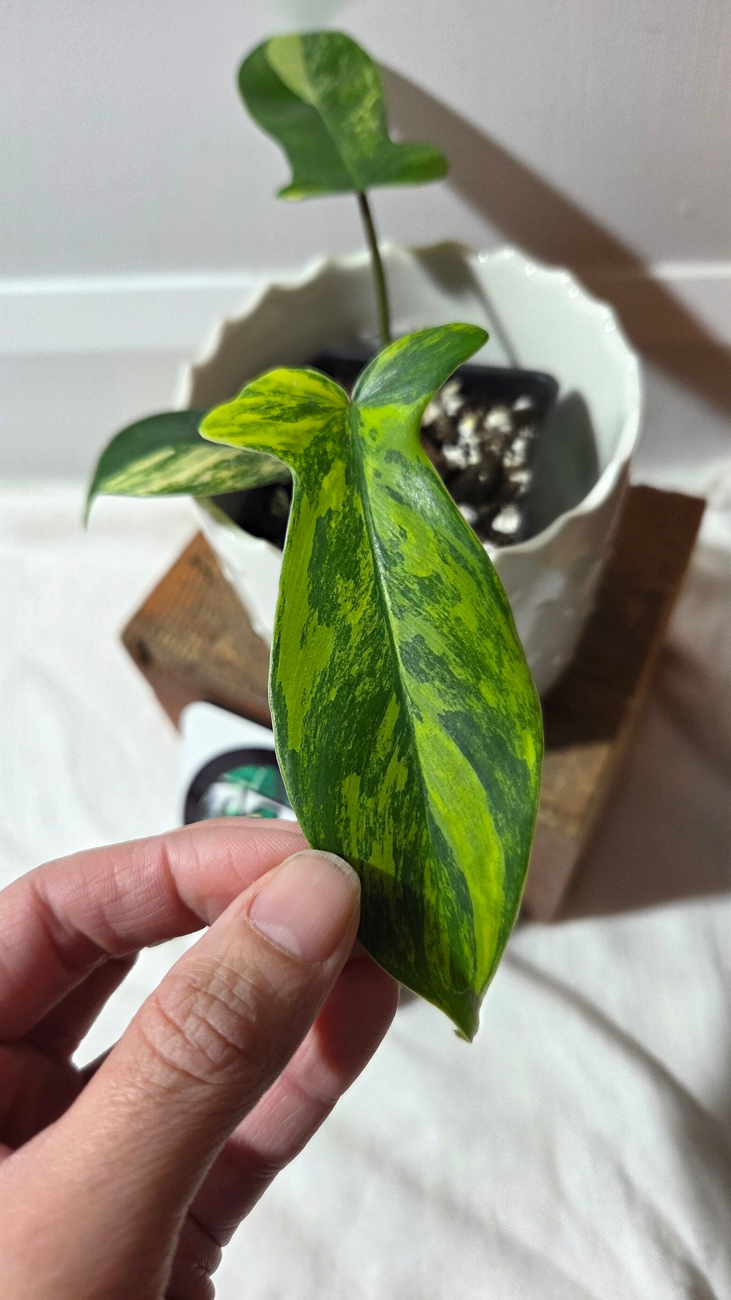 Philodendron Florida Beauty (PHI-963)