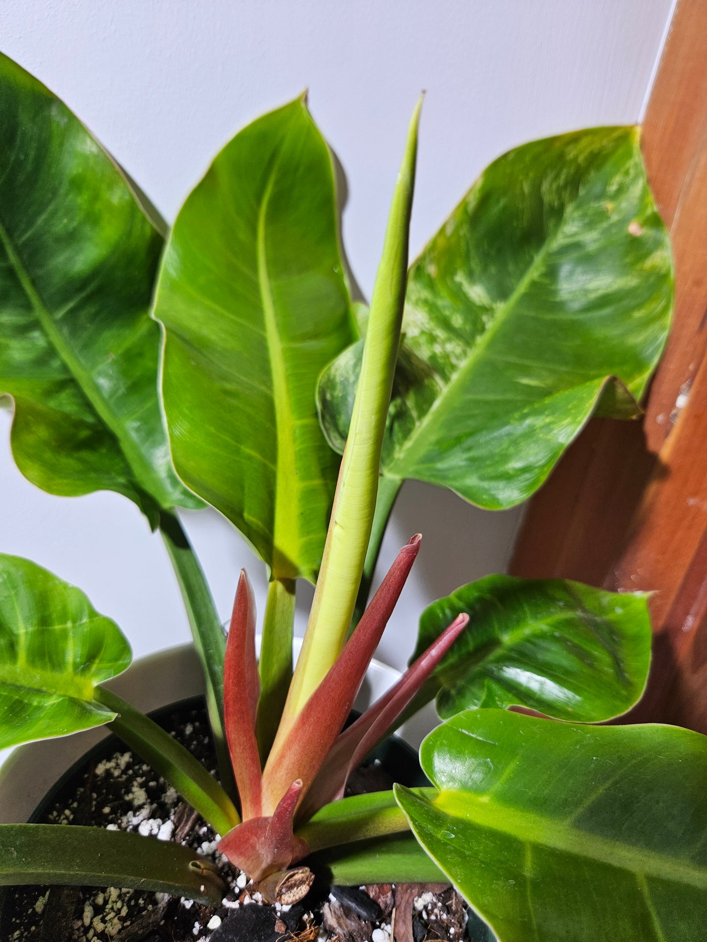 Philodendron Moonlight Variegata (PHI-510)