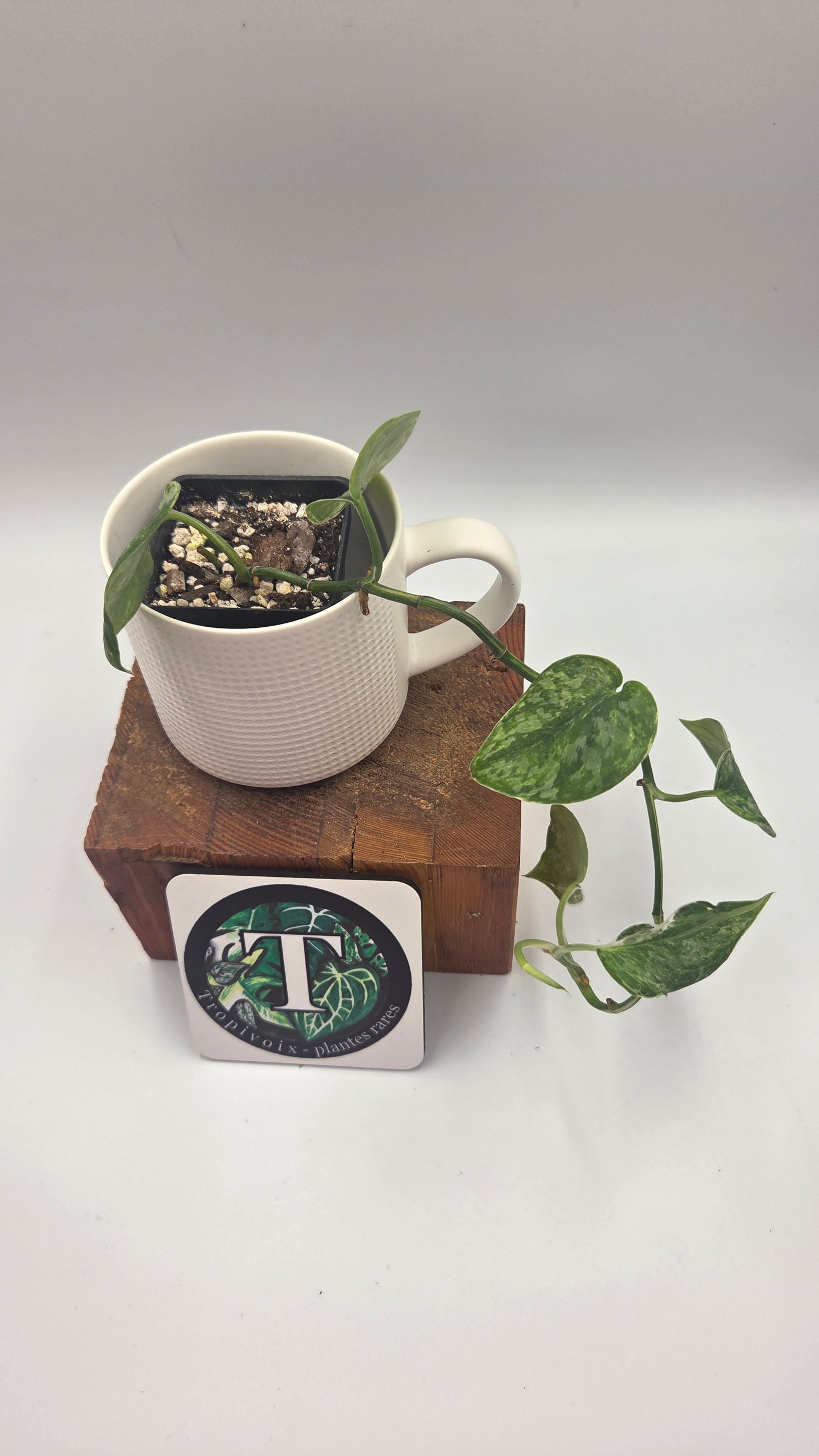 Scindapsus Exotica Salaka Tricolore (SCI-894)