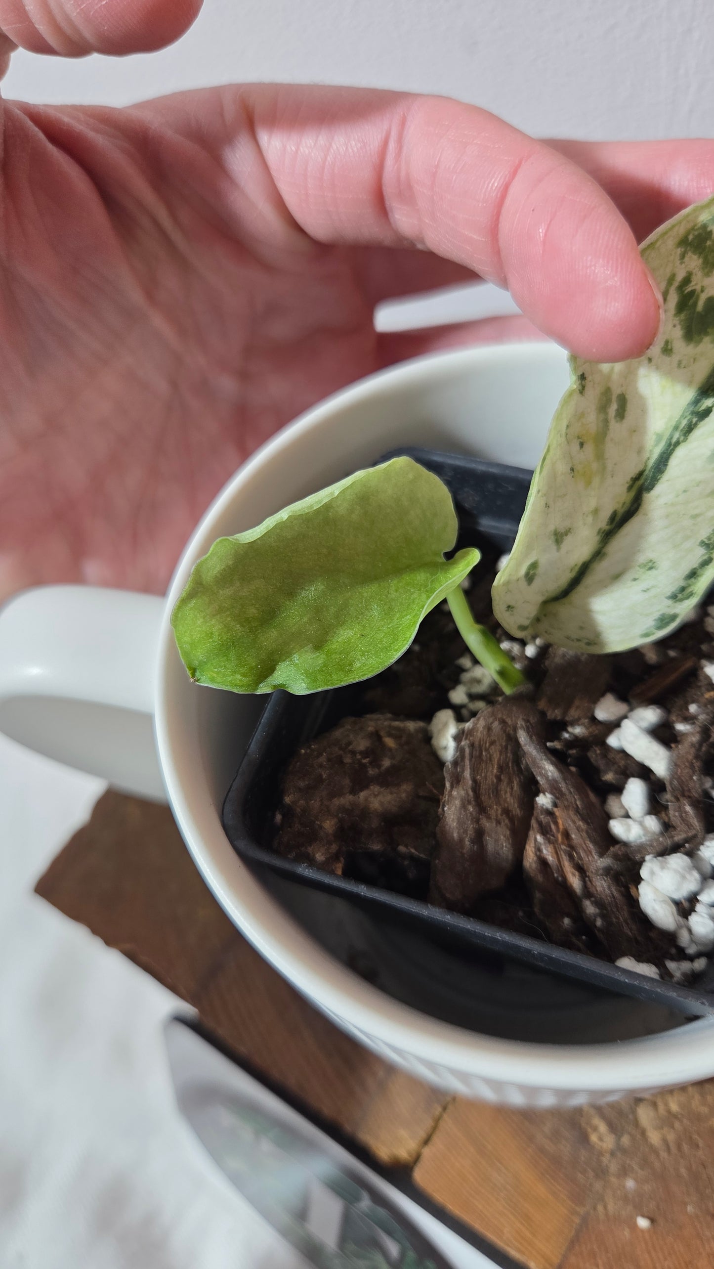 Scindapsus Black Dragon white (SCI-1352)