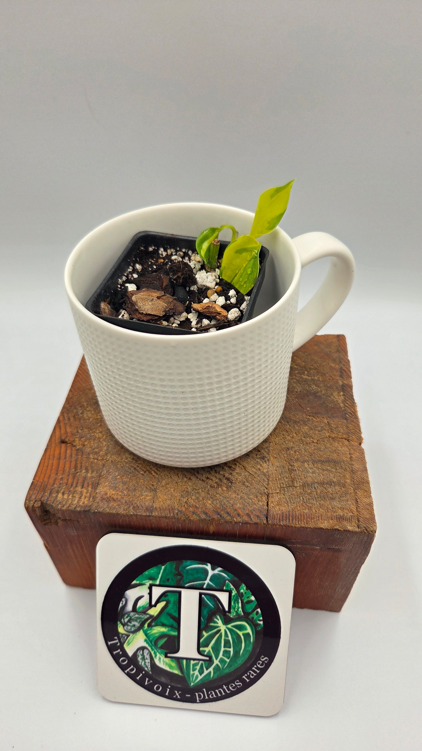 Epipremnum Aureum Neon Joy (EPI-240)