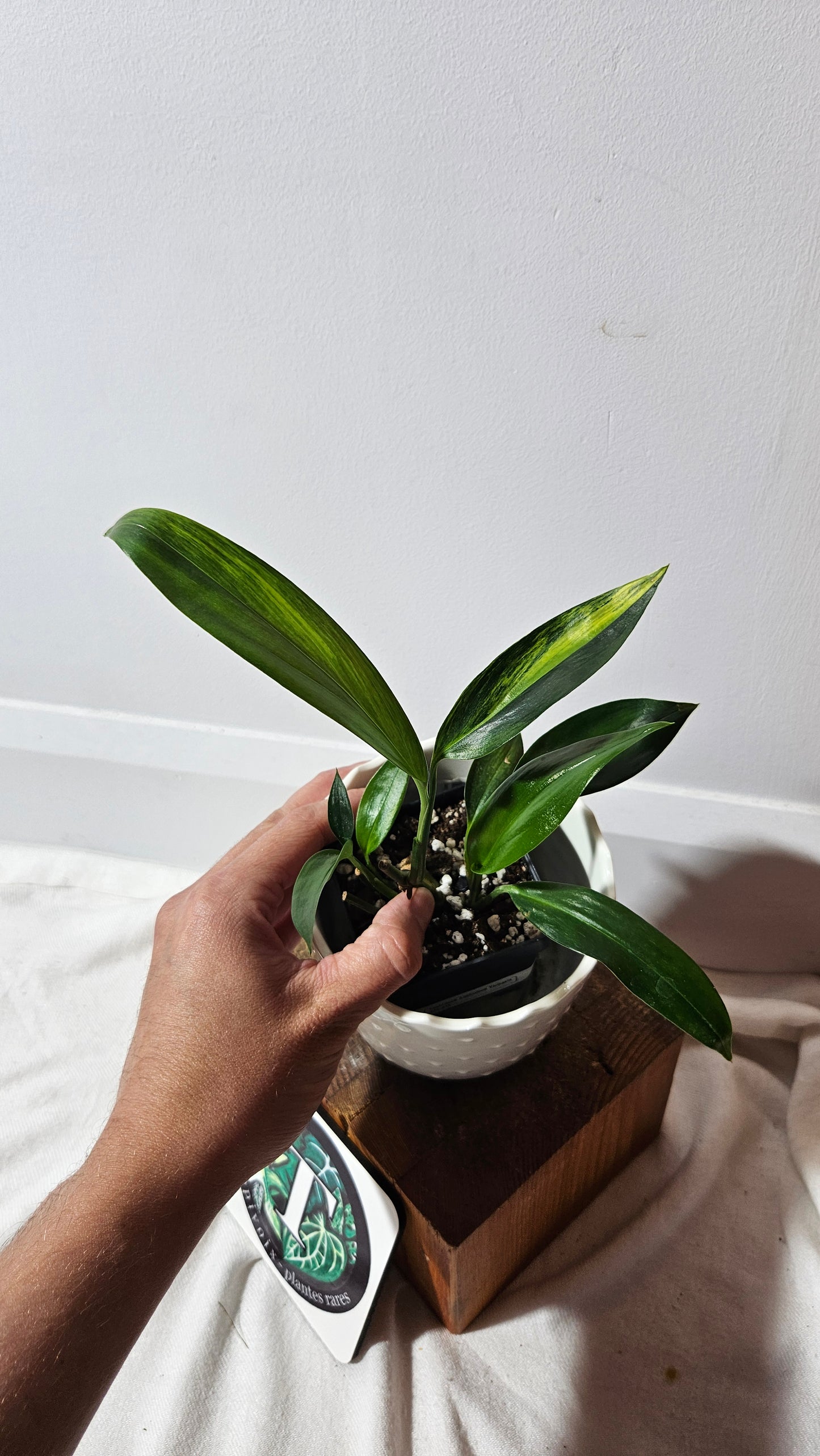 Epipremnum Amplissinum Variegata (EPI-217)
