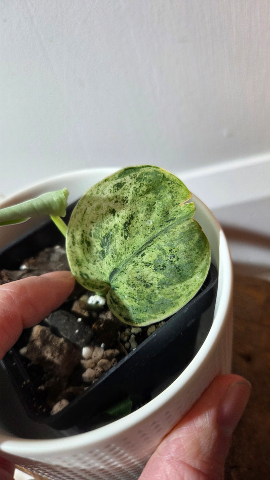 Scindapsus Silver Cloud variegata (SCI-1366)