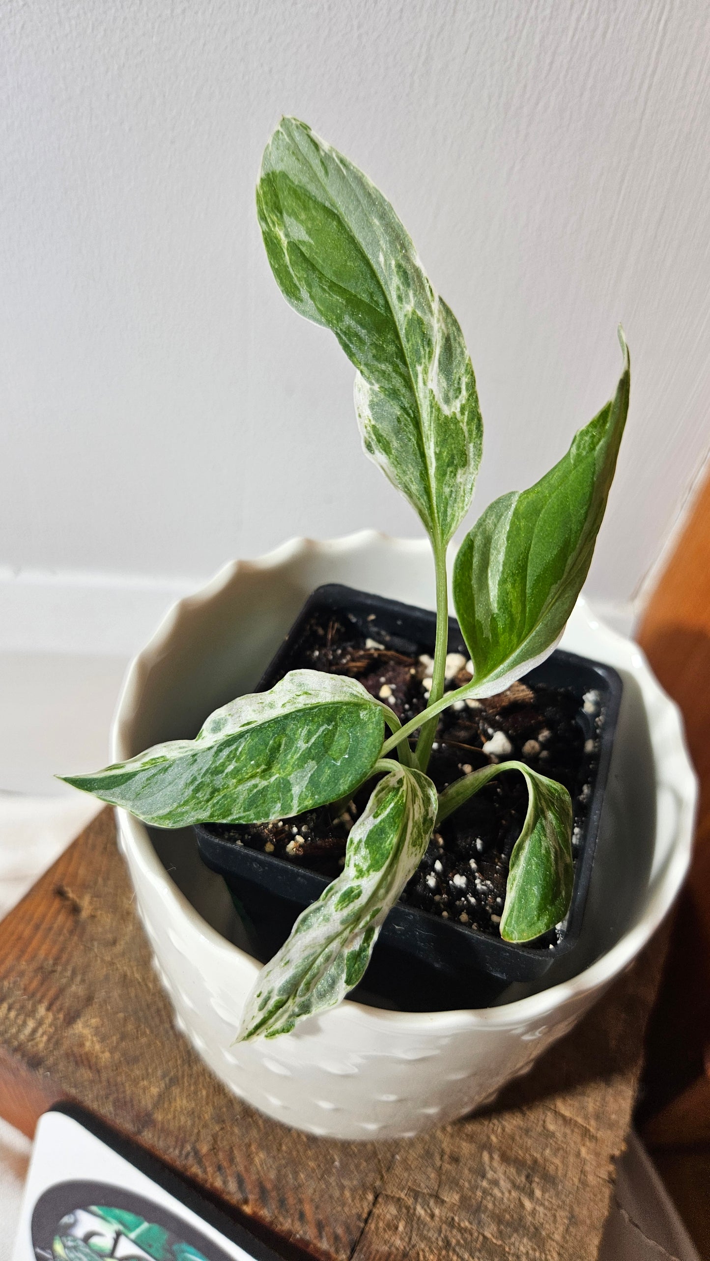Monstera Andasonii Mint/Indo (MON-409)