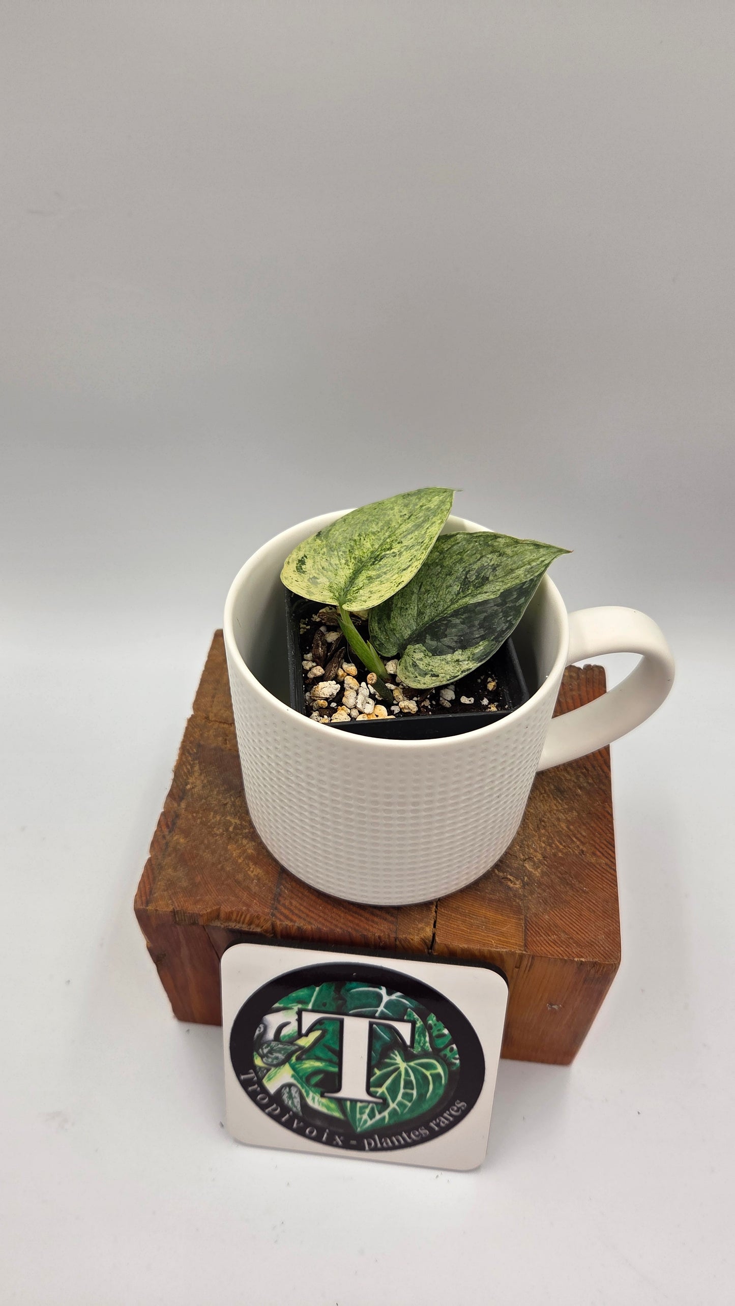 Scindapsus Silver Cloud mutation (SCI-1091)