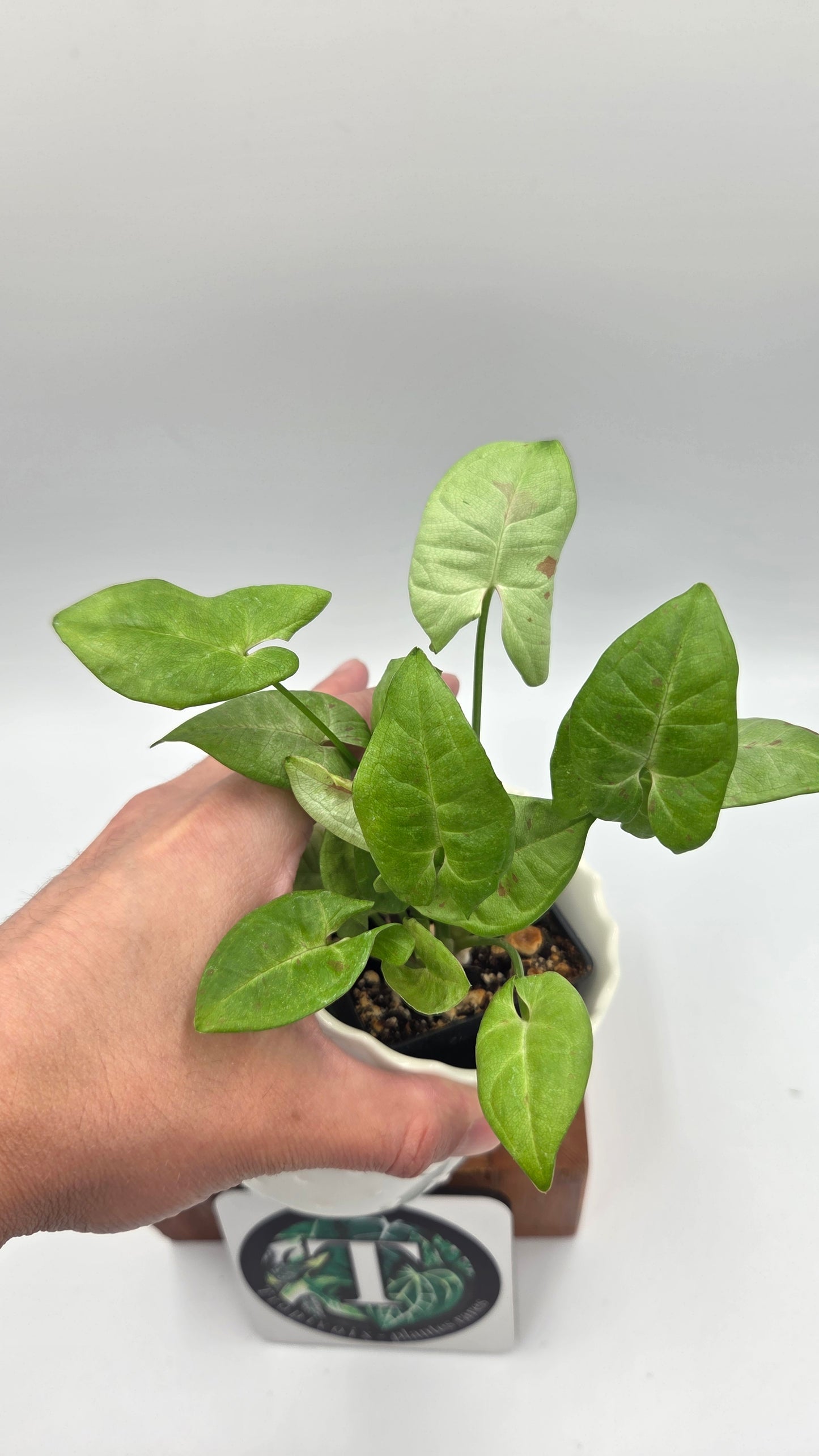 Syngonium Milk Confetti (SYN-500)