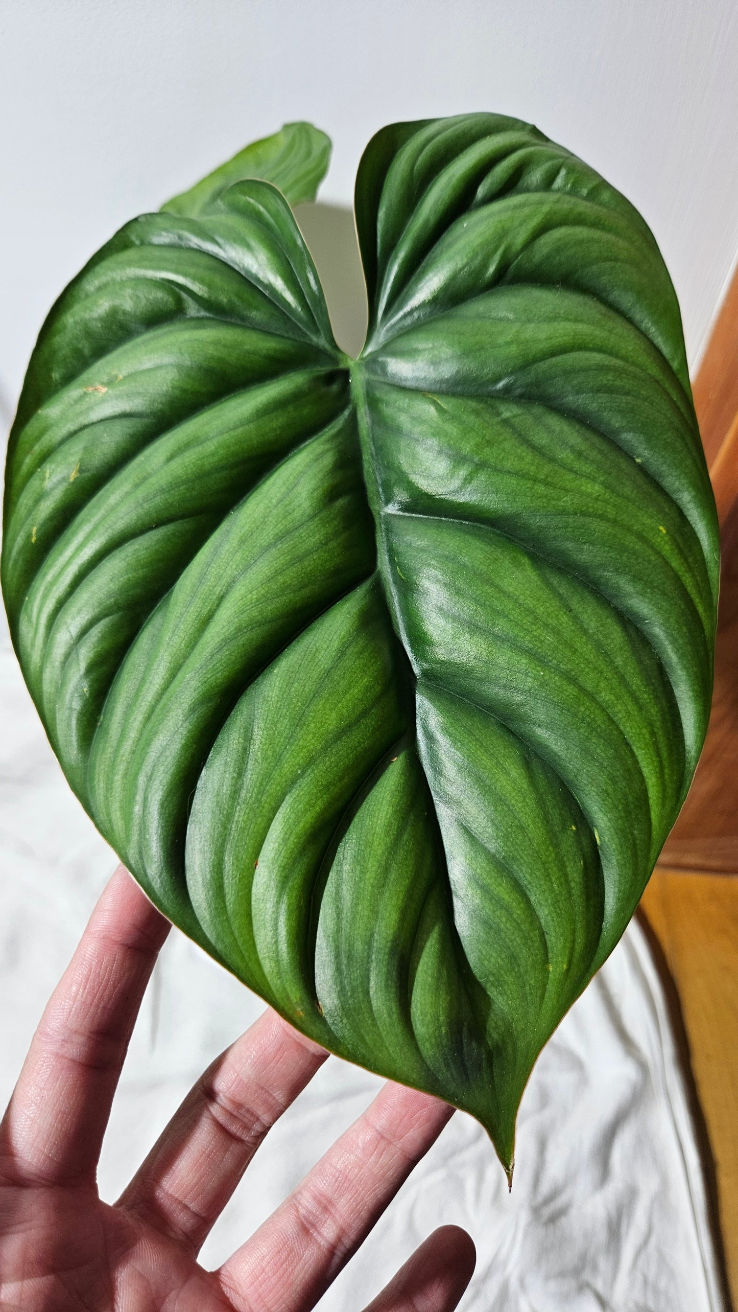 Philodendron Aff Colombia (PHI-530)