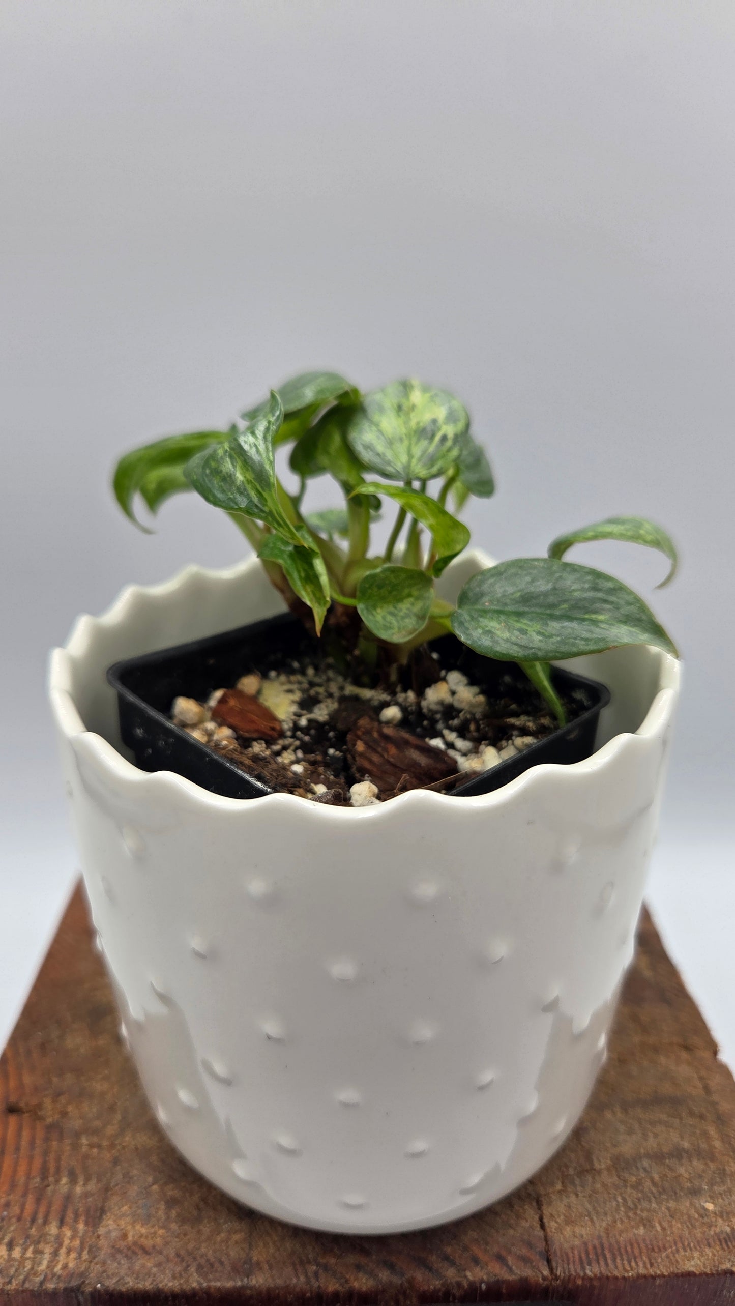 Philodendron Sodiroi Variegata (PHI-1075)