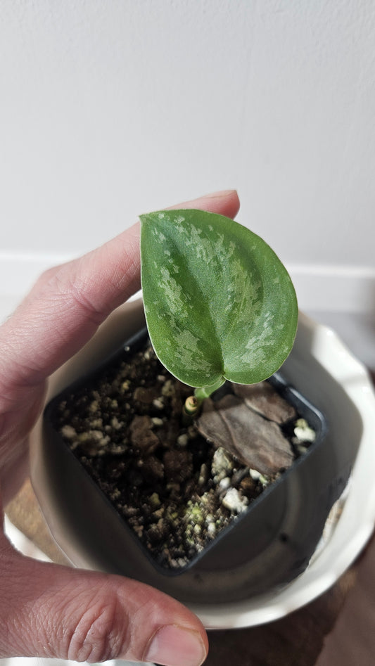 Scindapsus Baticon (SCI-922)
