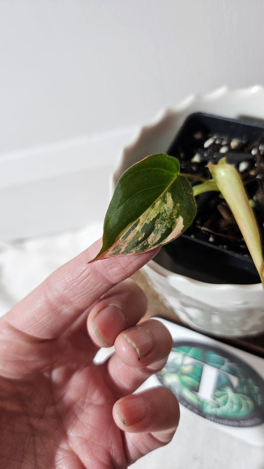 Philodendron Mican Variegata (PHI-789)