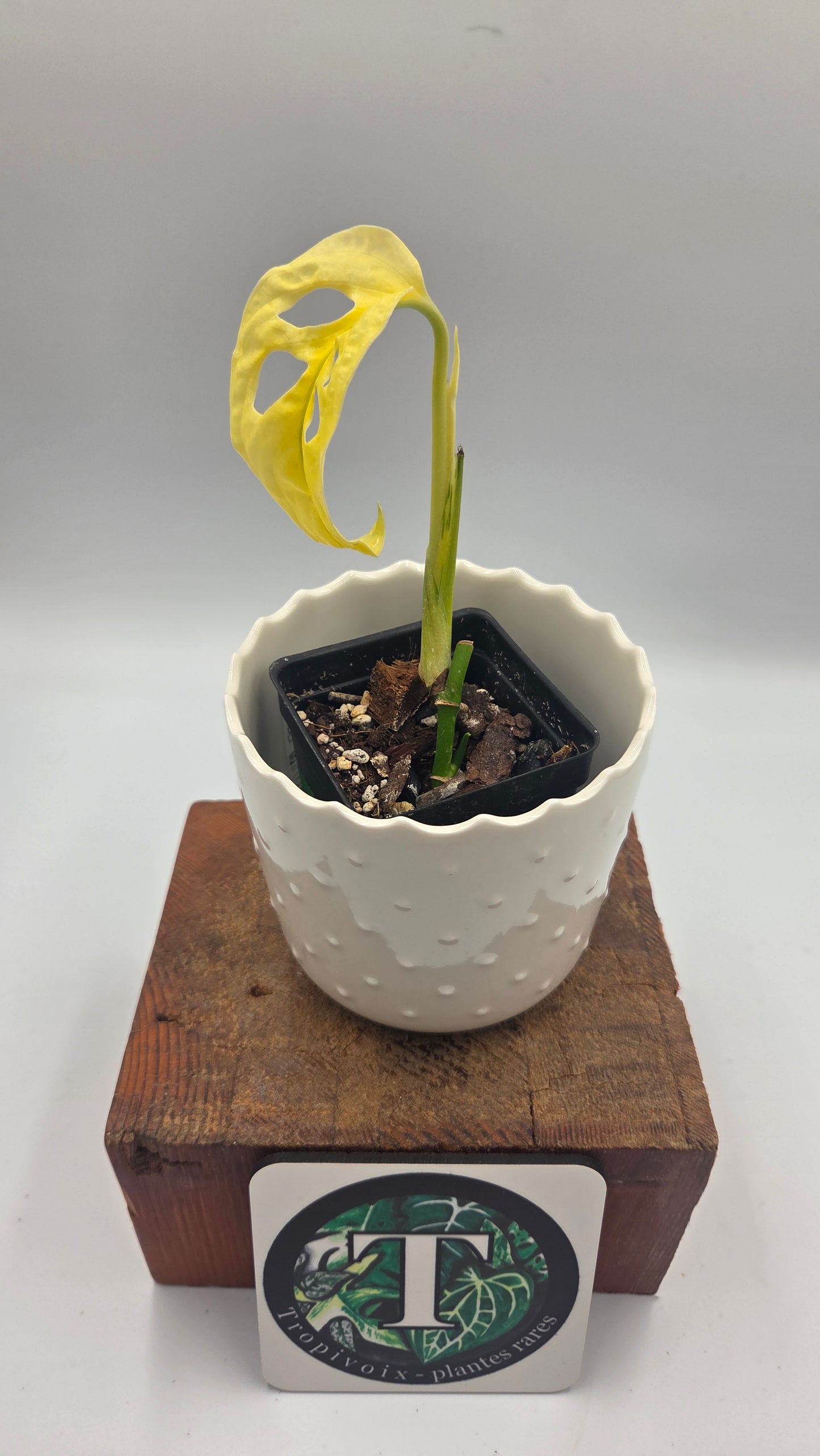 Monstera Andasonii Archipelago Ghost (MON-560)