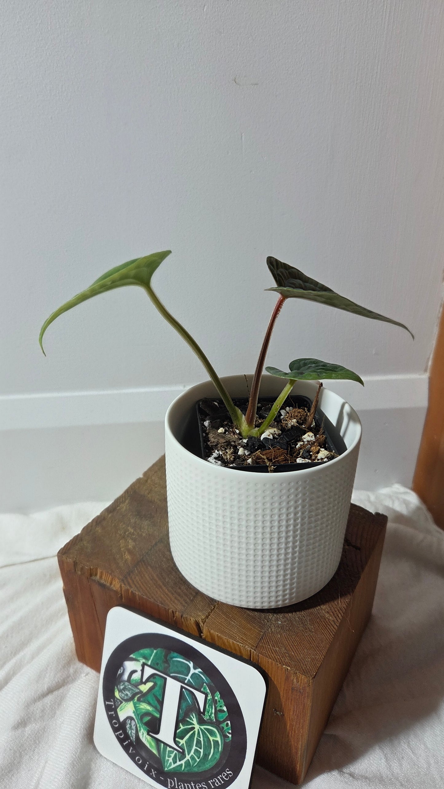 Anthurium Luxurians super Velvet  "format PETIT" (ANT-645)