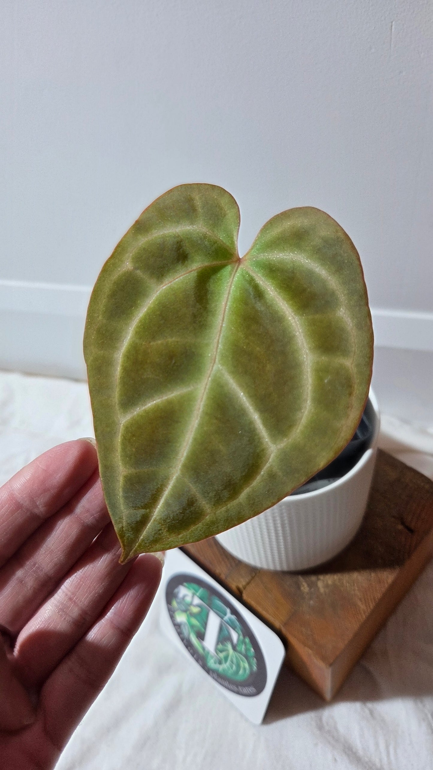 Anthurium Besseae Aff "Format MOYEN" (ANT-670)