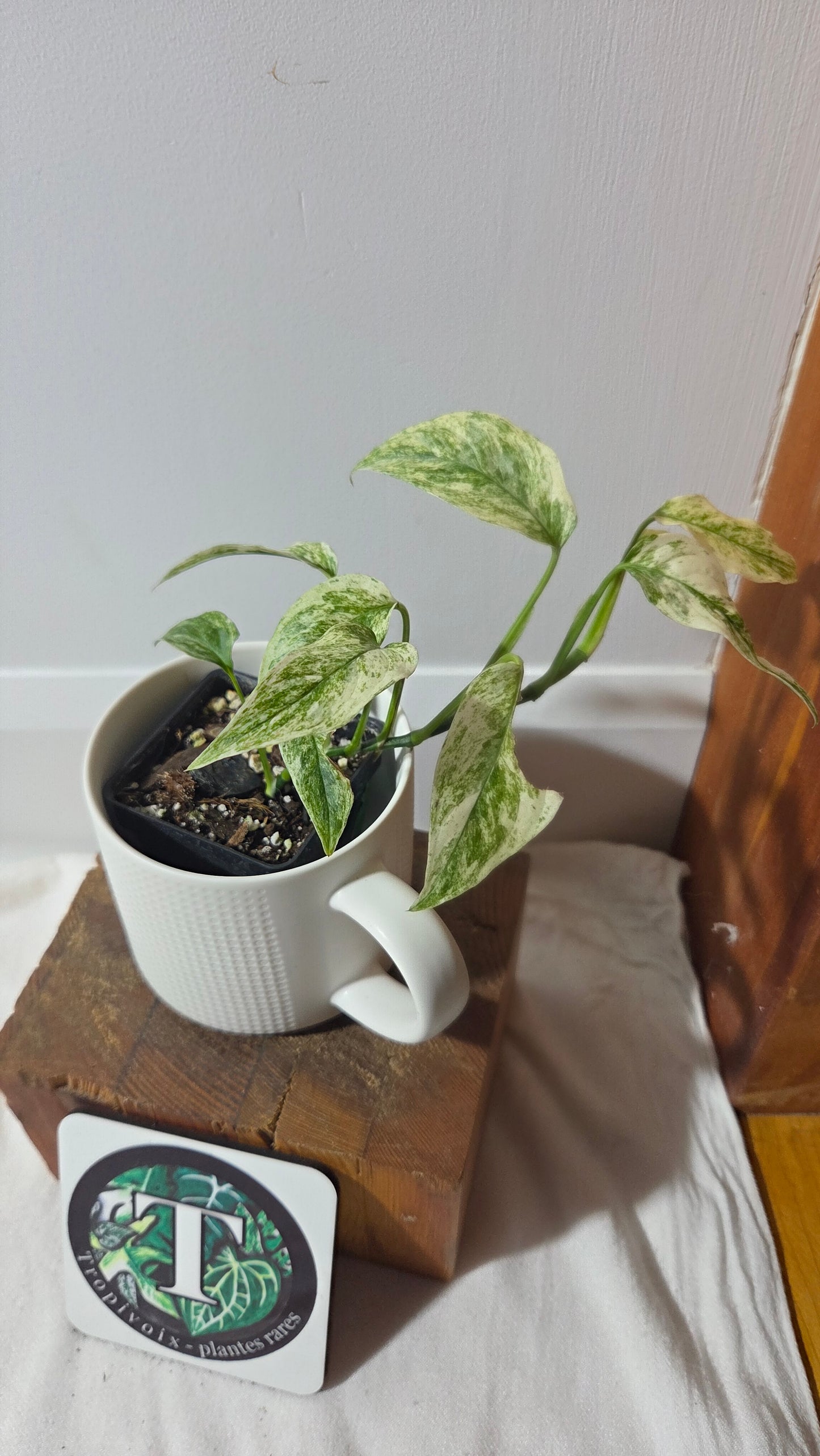 Monstera Laniata Mint (MON-391)