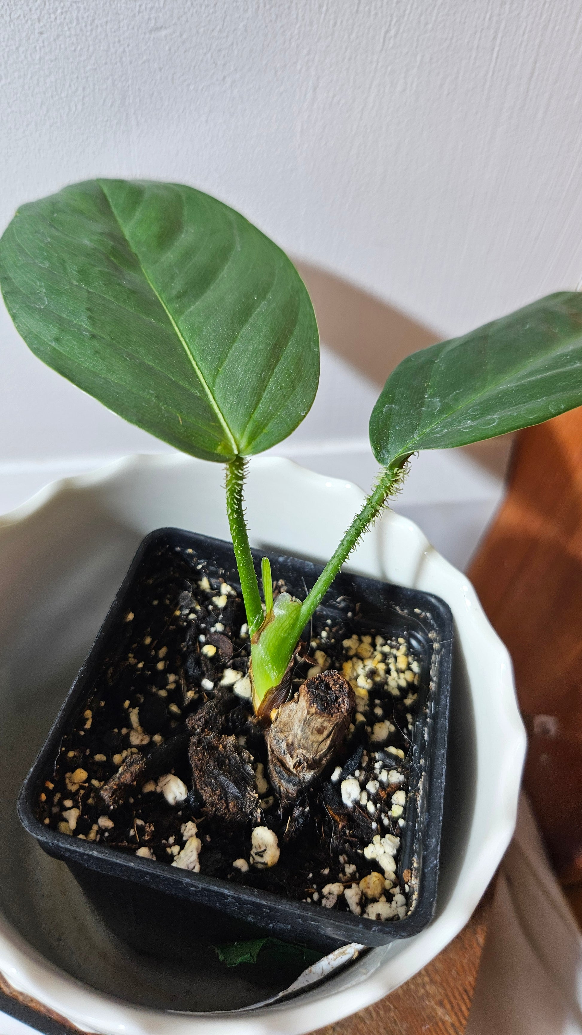 philodendron genevievianum Philodendron Genevievianum (PHI-521) – Tropivoix