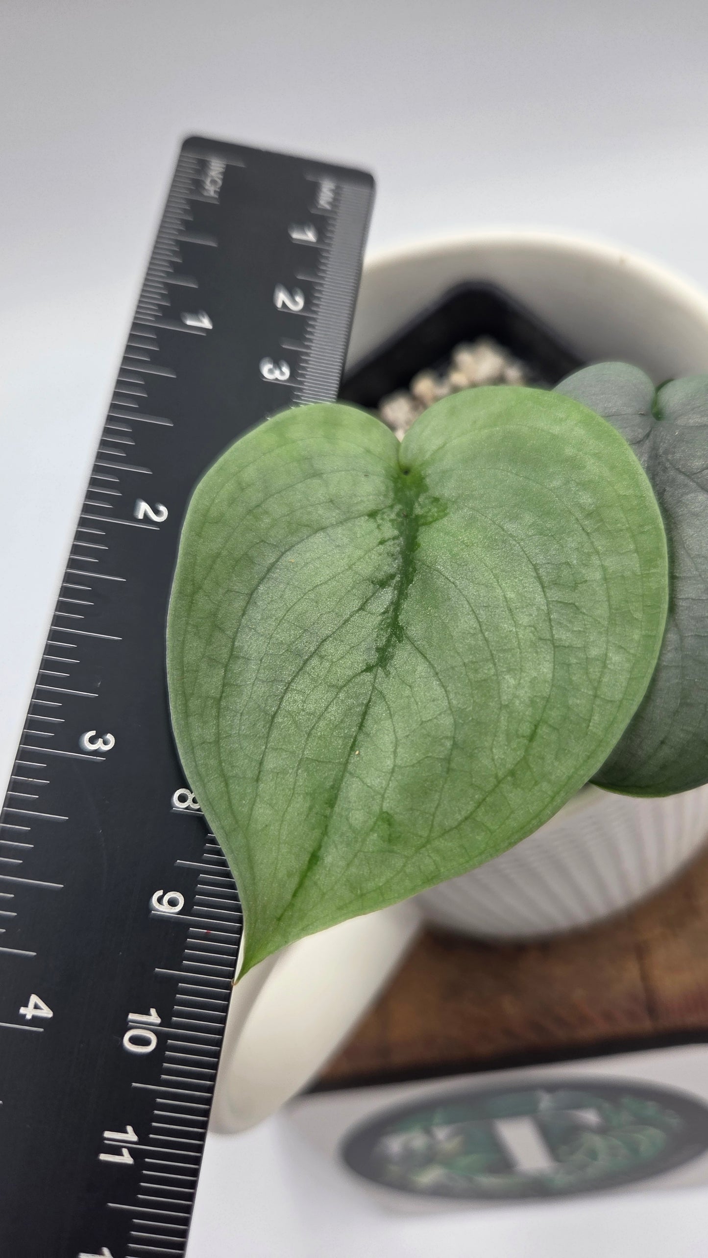Scindapsus Silver Hero (SCI-1512)