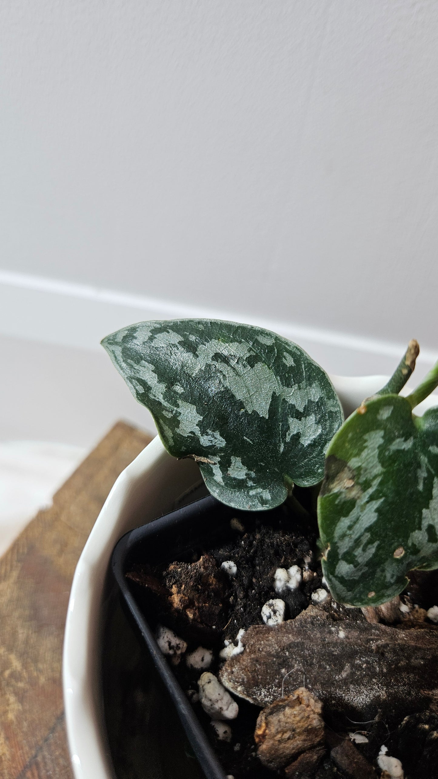Scindapsus Black Exotica (SCI-1326)