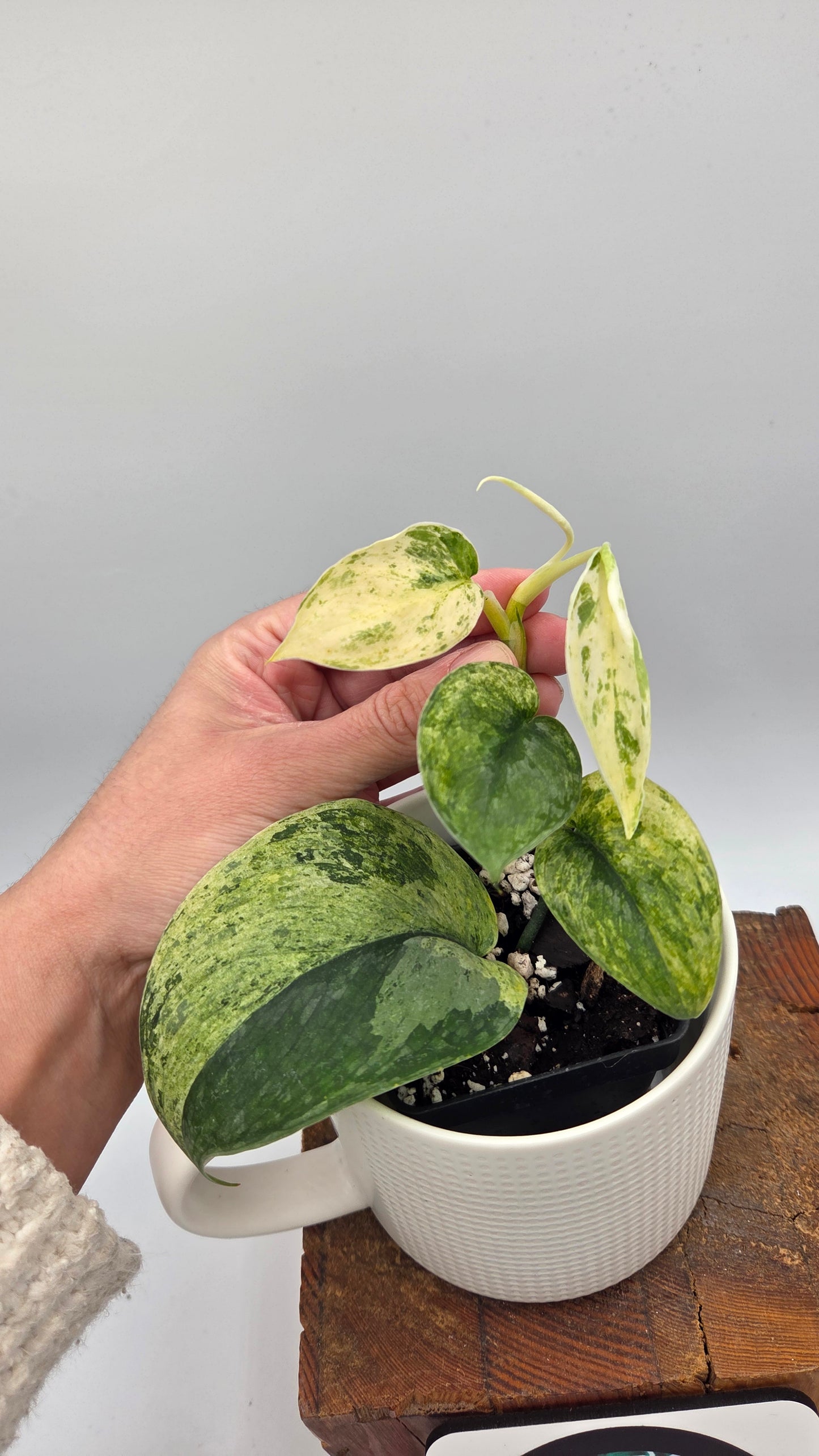 Scindapsus Silver Splash Kiara (SCI-1192)