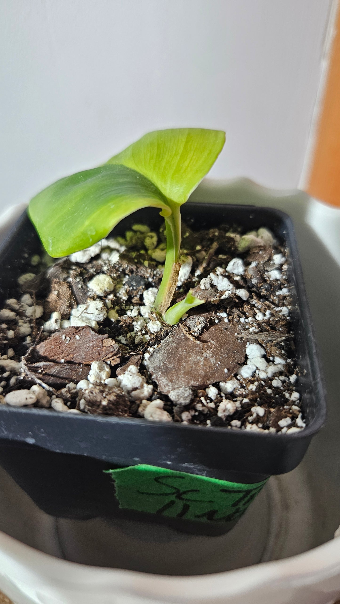 Scindapsus Treubii Bornéo "Green on green" (SCI-920)