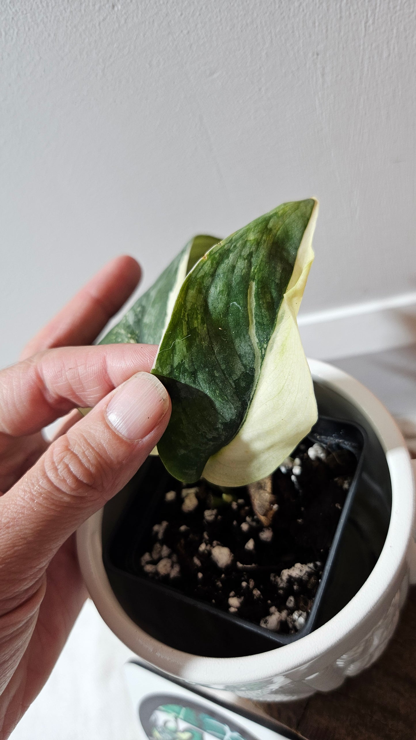 Scindapsus Silver Tattoo Variegata (SCI-1153)