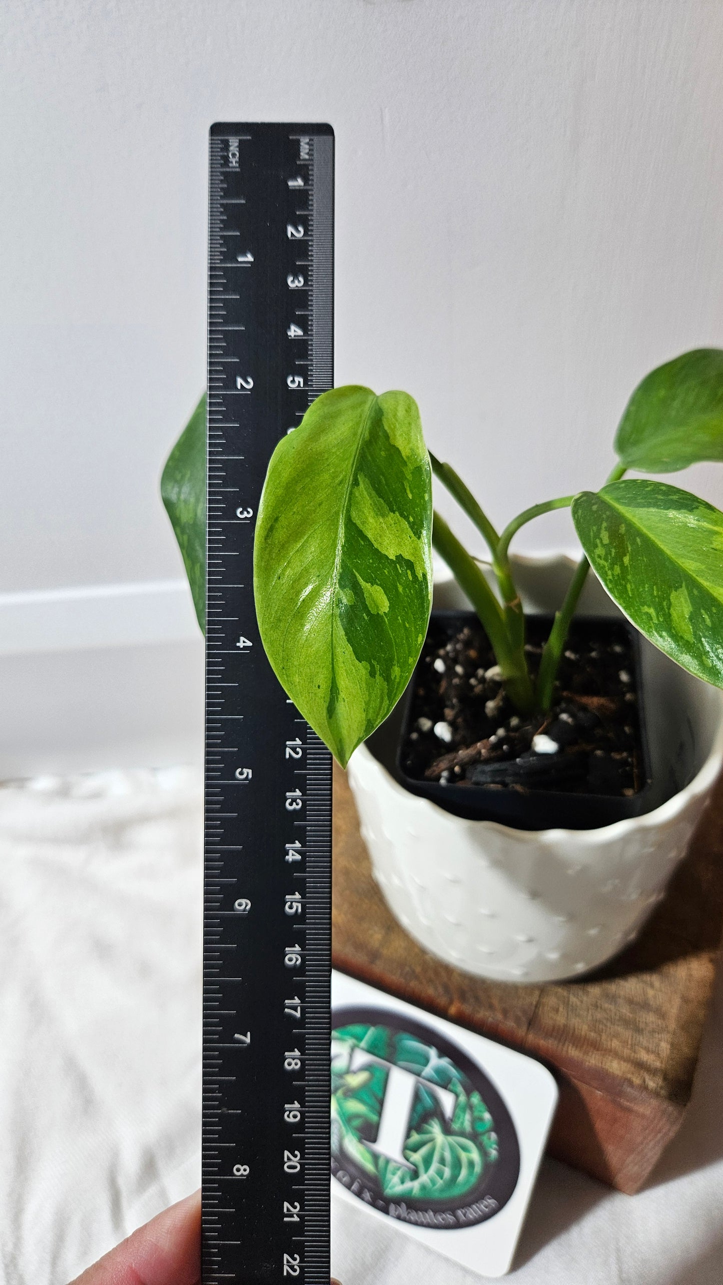 Philodendron Jose Buono (PHI-918)