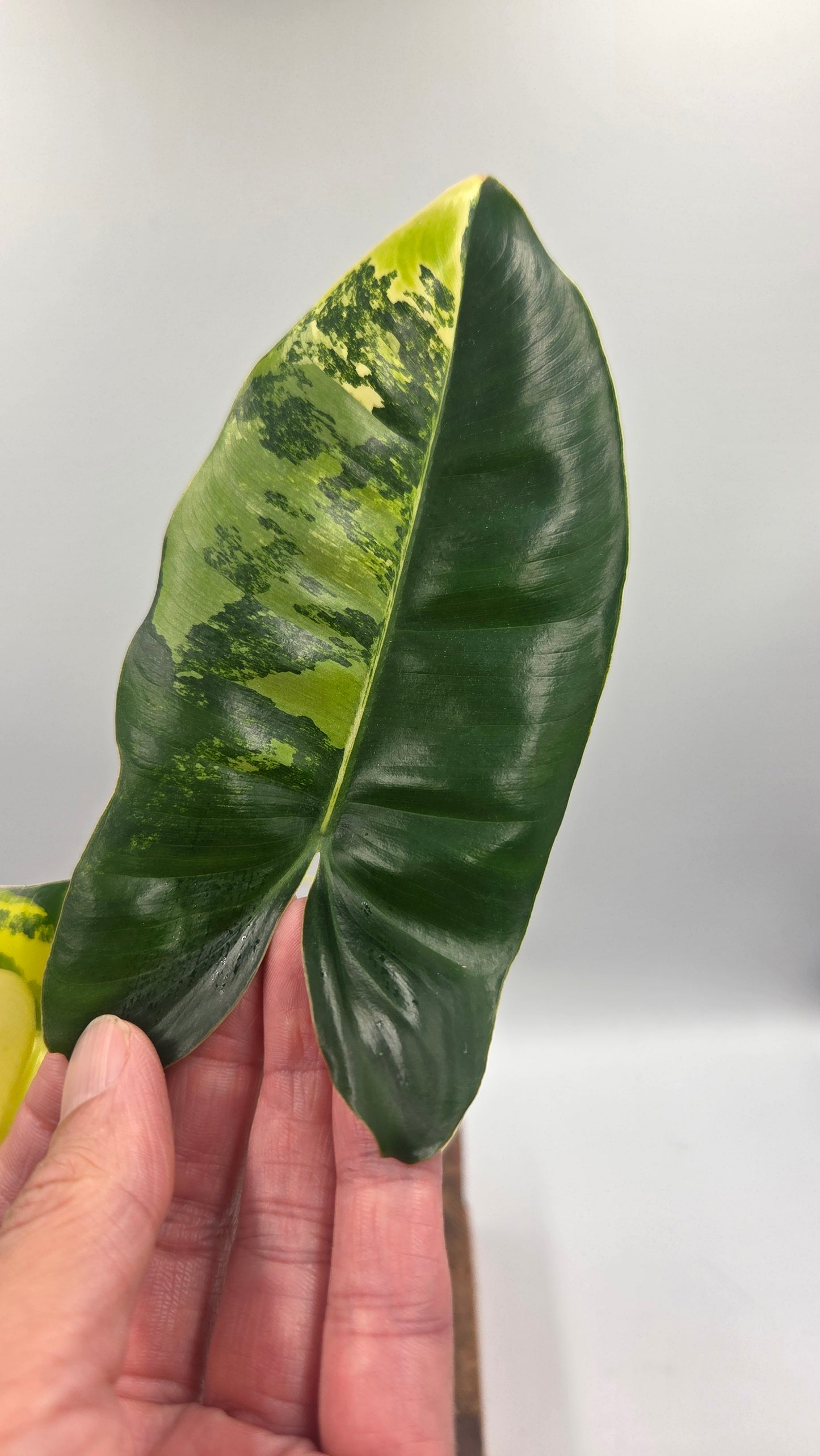 Philodendron Burlemarx Variegata (PHI-1063)