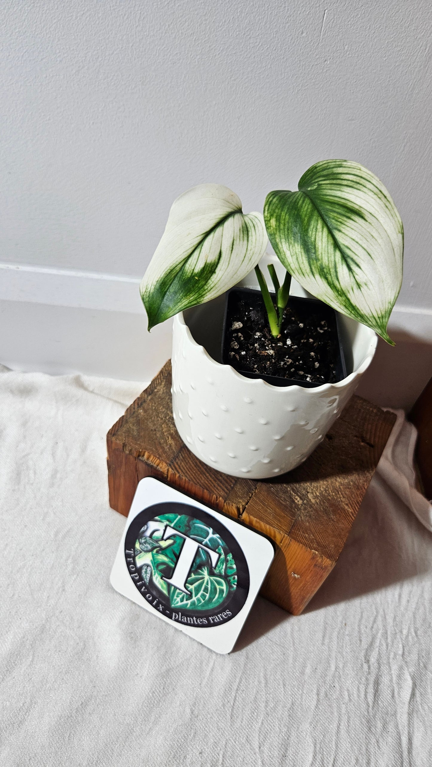 Scindapsus White Monster (SCI-995)