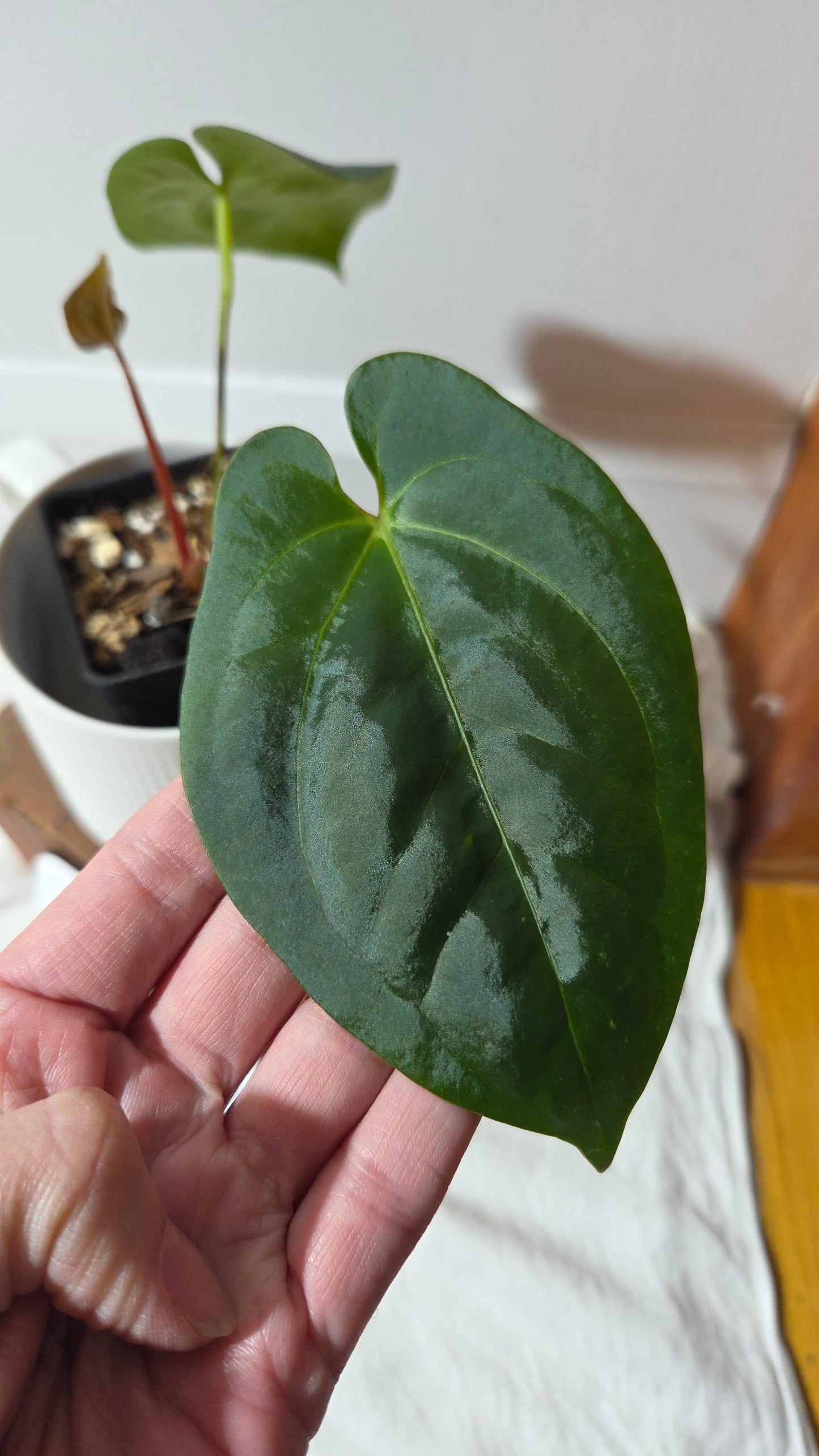 Anthurium Goliath X Papillilaminum "format MOYEN" (ANT-659)