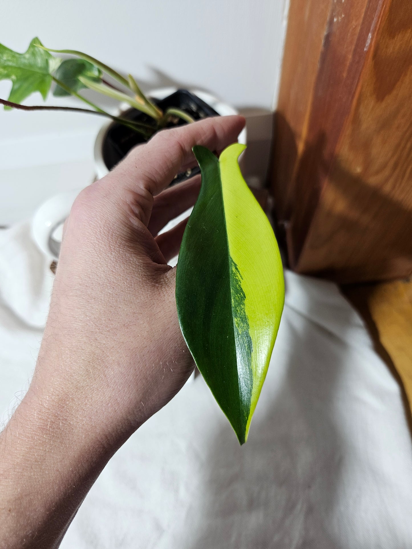 Philodendron Florida Beauty (PHI-395)