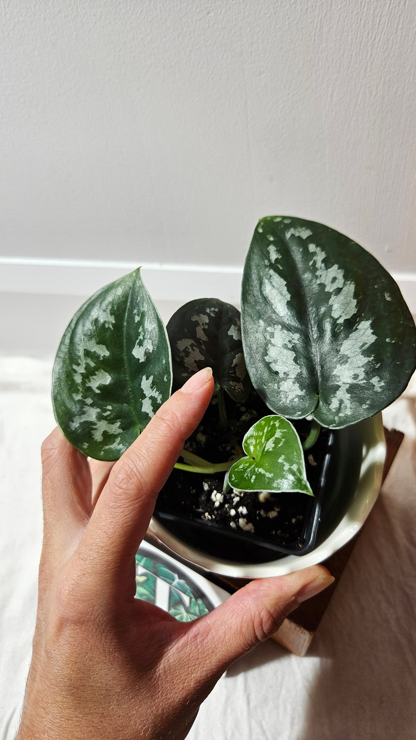 Scindapsus Black Exotica (SCI-1337)