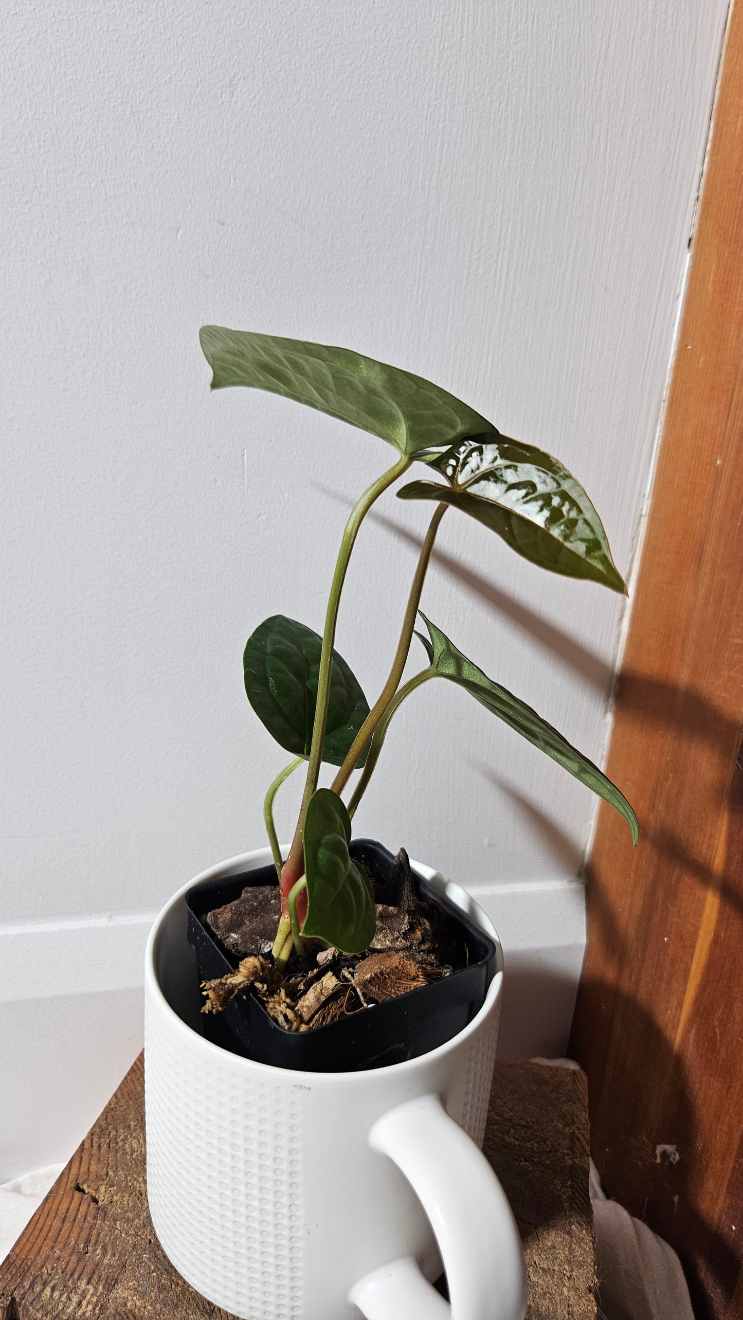 Anthurium Magnificum X AOS X Luxurians "format MOYEN" (ANT-635)