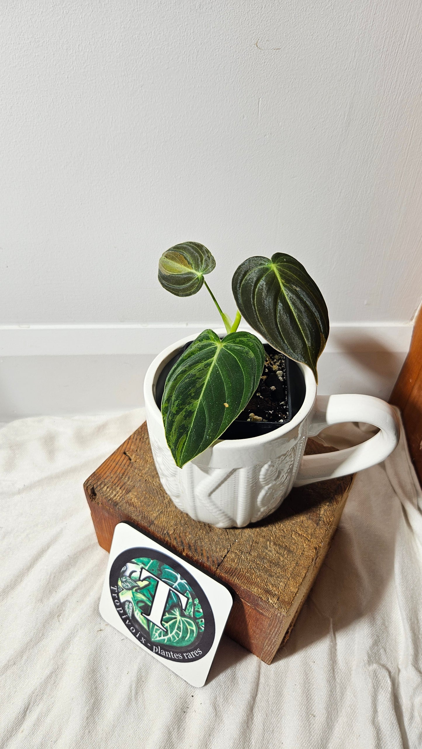 Philodendron Melanochrysum Variegata (PHI-611)