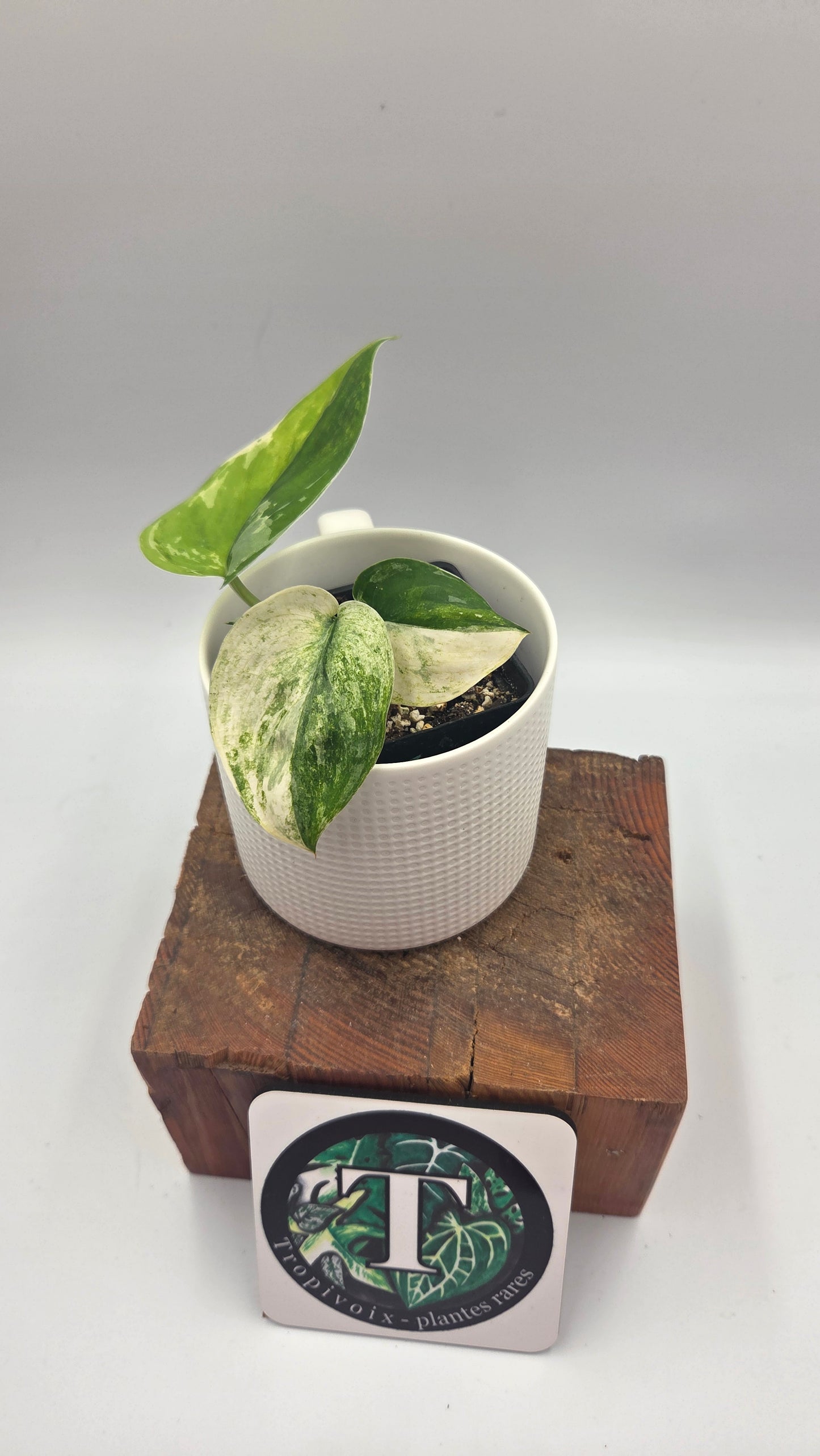 Scindapsus Silver Satin Tricolore (SCI-830)