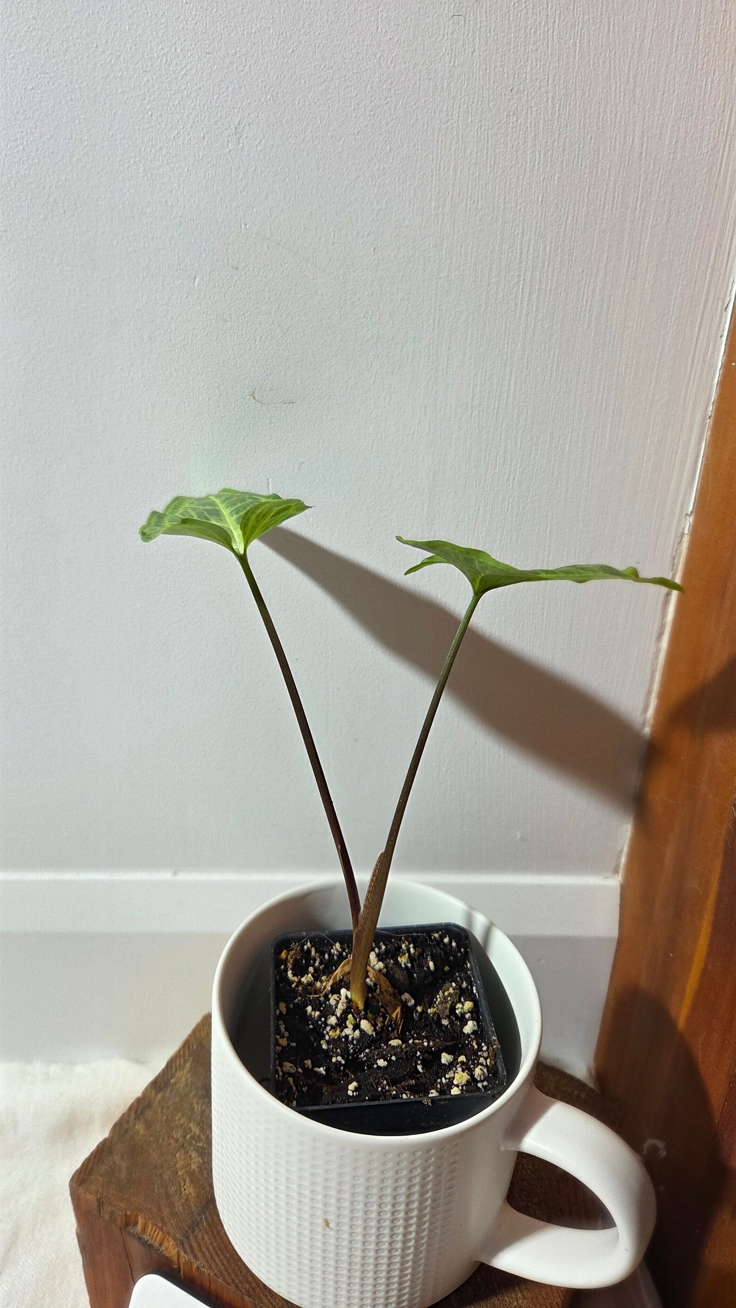 Syngonium Batik (SYN-492)