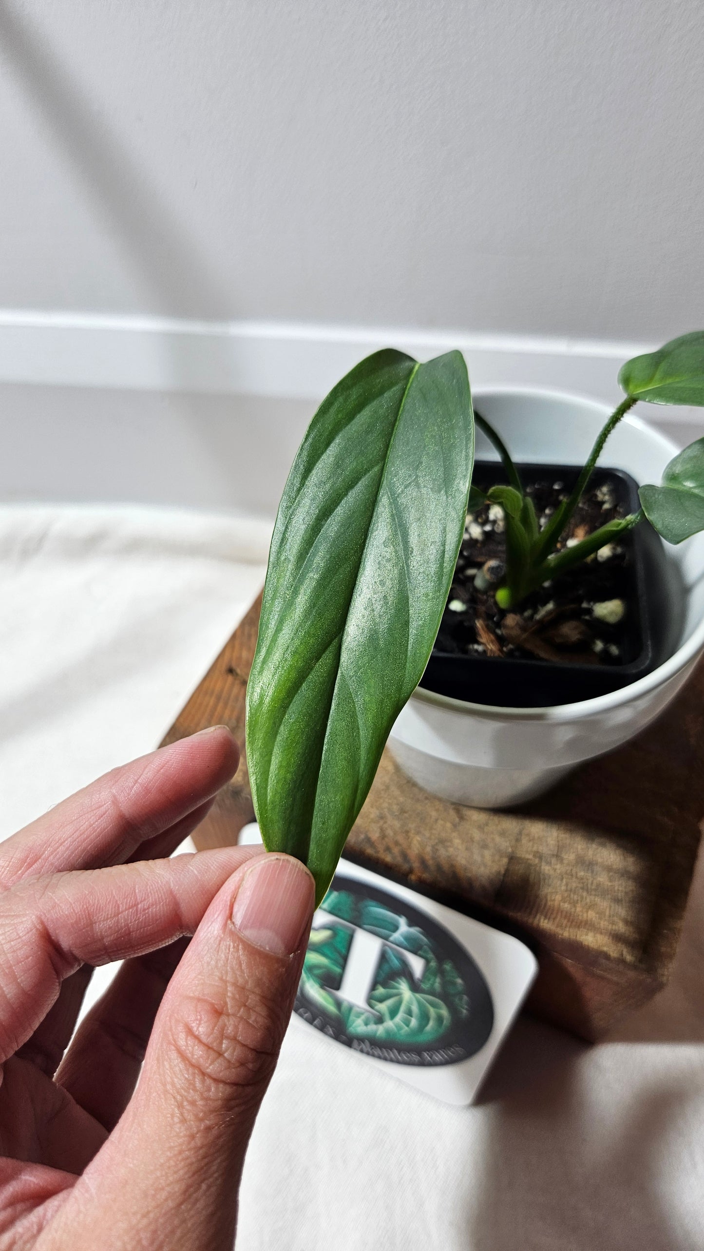 Philodendron Genevievianum Platinum(PHI-522)