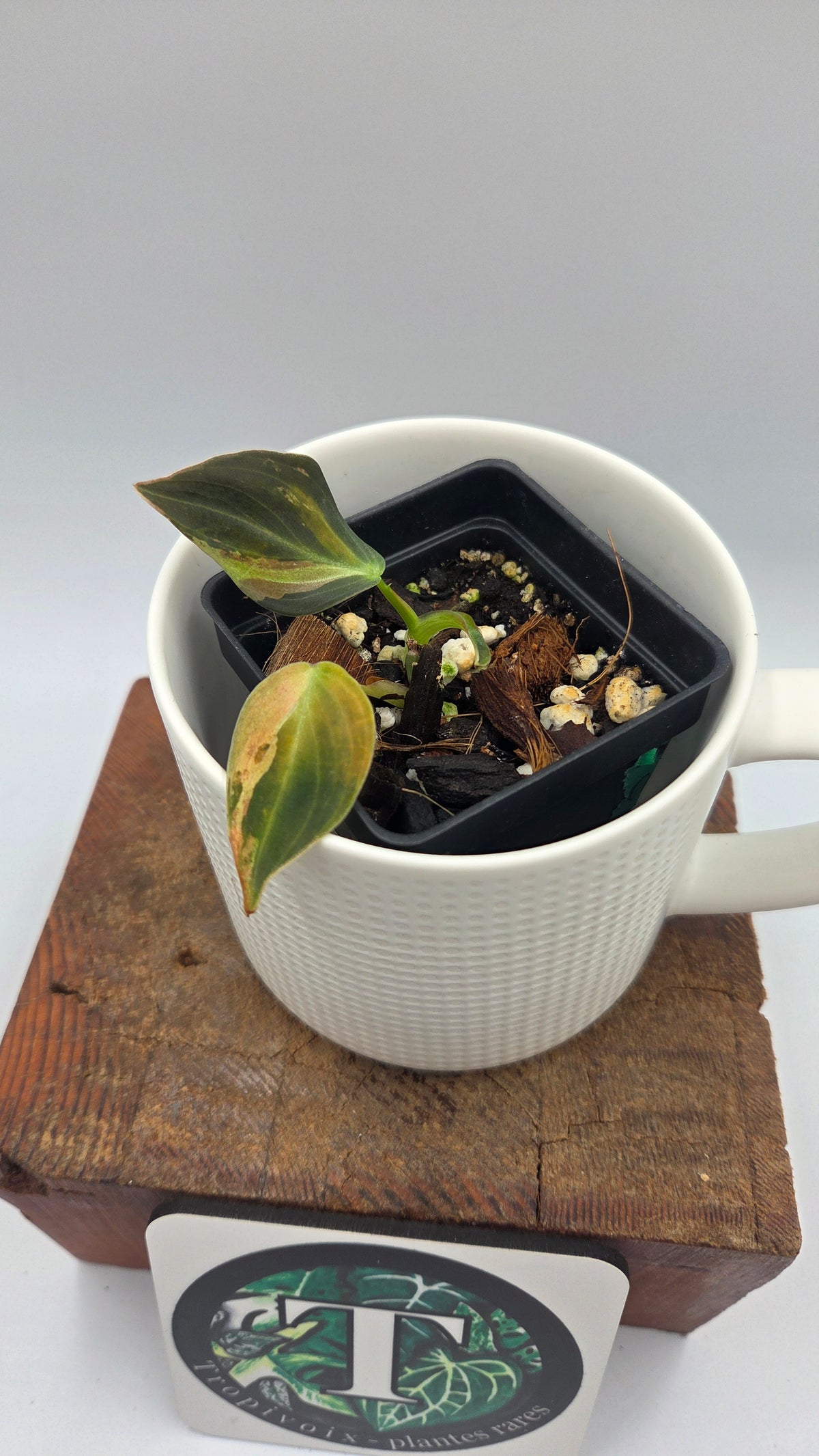 Philodendron Melanochrysum Variegata (PHI-1085)