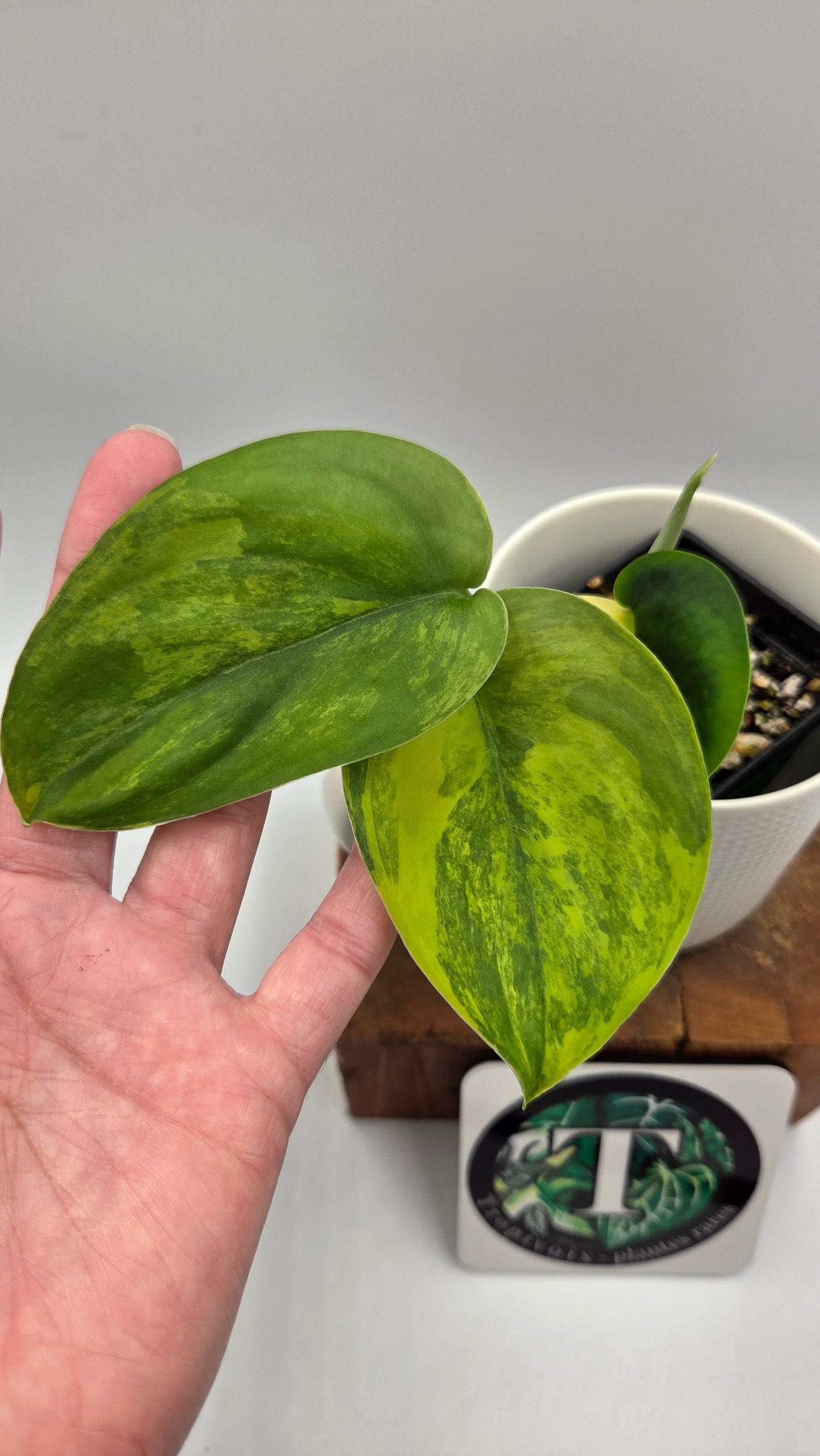 Scindapsus Jade Satin Aurea (SCI-1439)