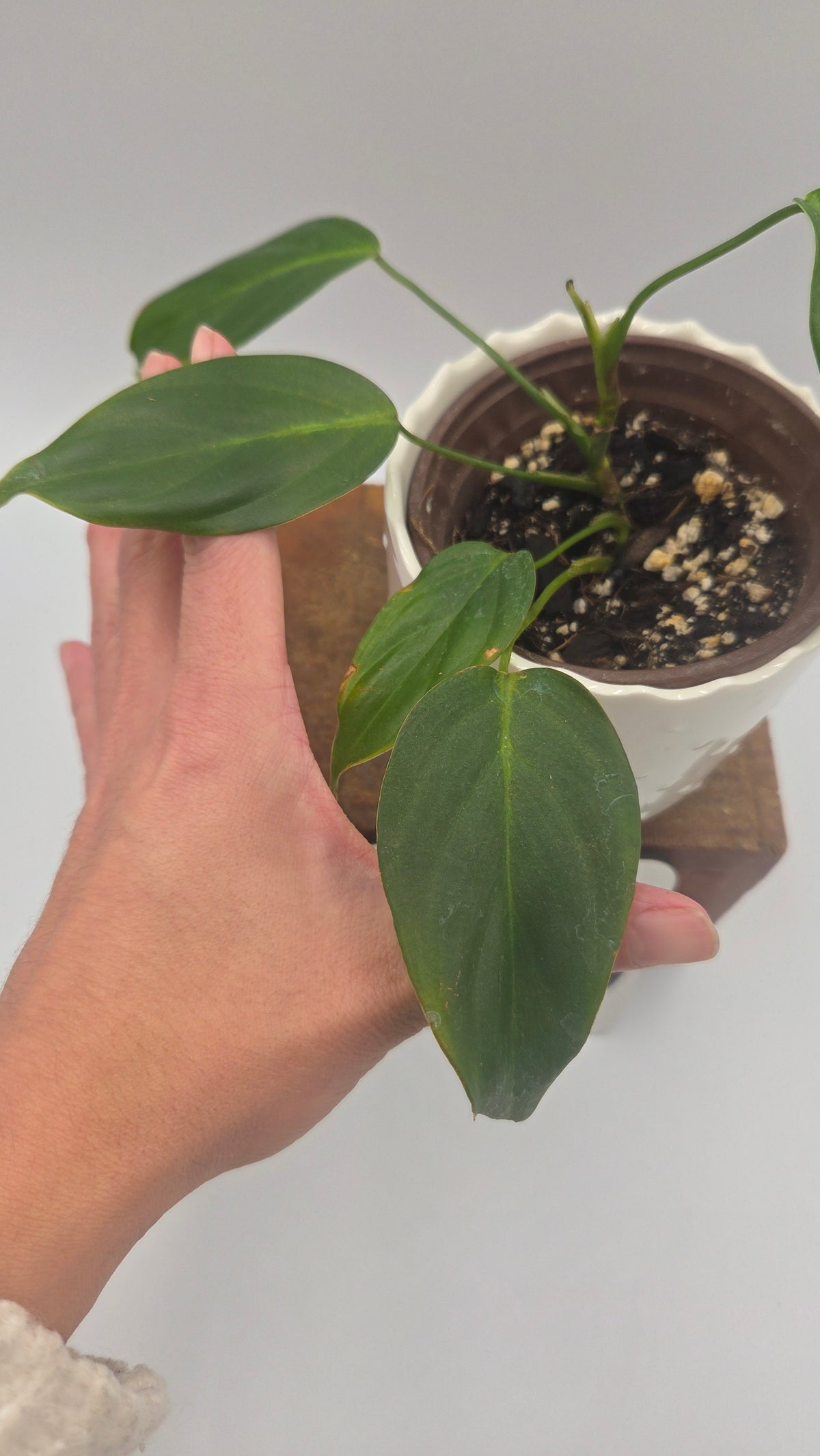 Philodendron Angel (PHI-1091)