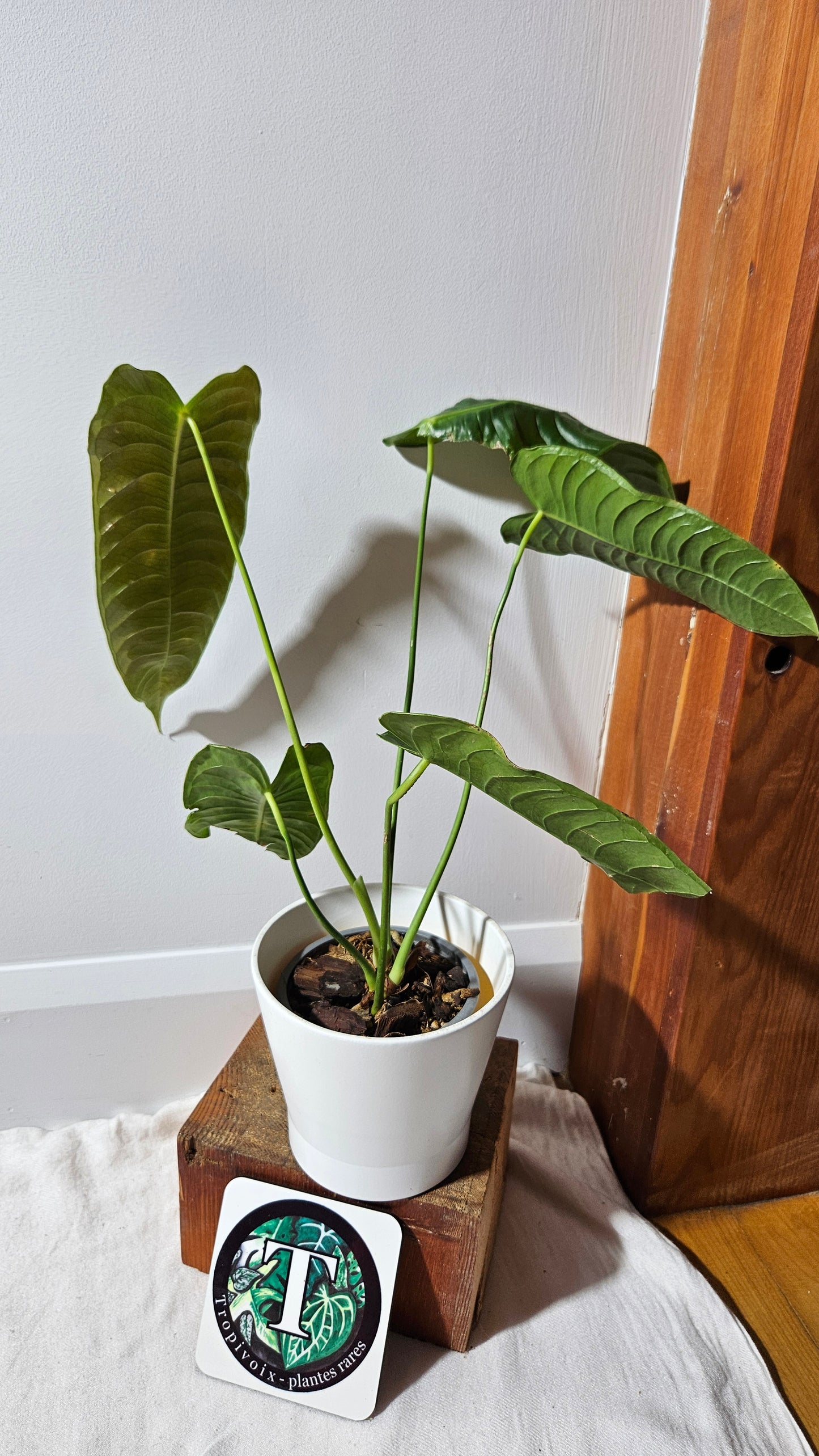 Anthurium Veitchii El cauca "format MOYEN/LARGE" (ANT-488)