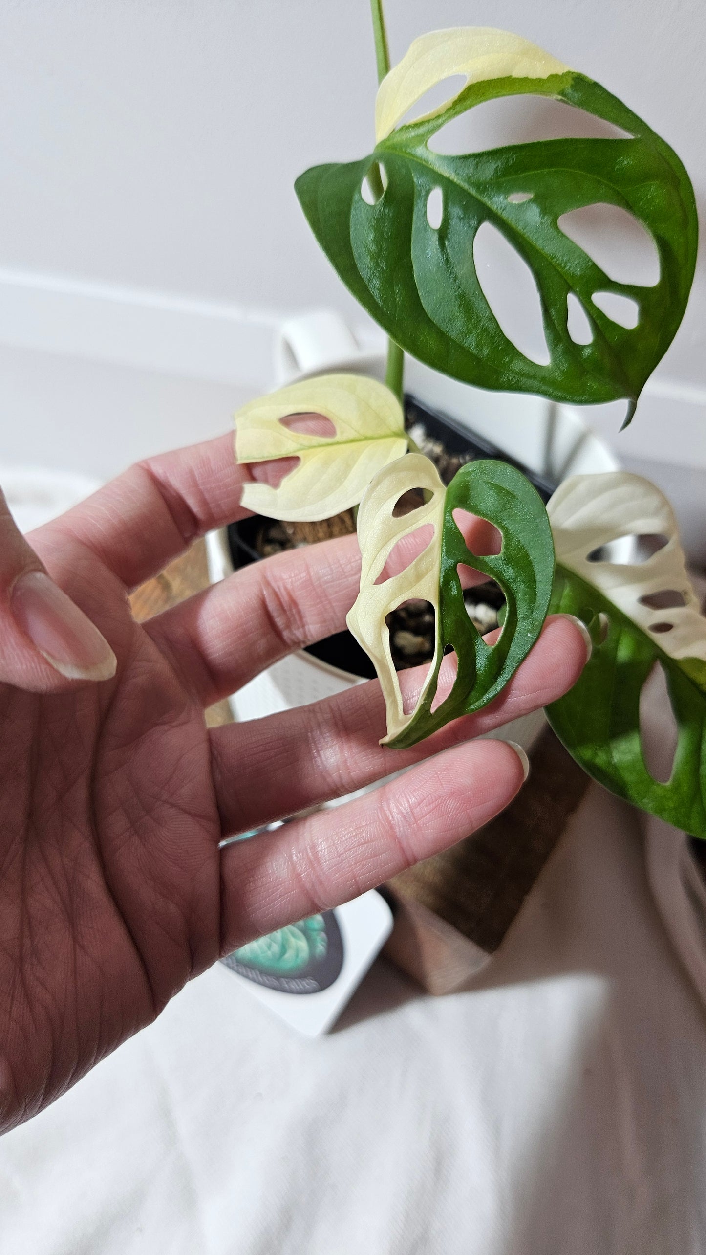 Monstera Andasonii Albo (MON-481)