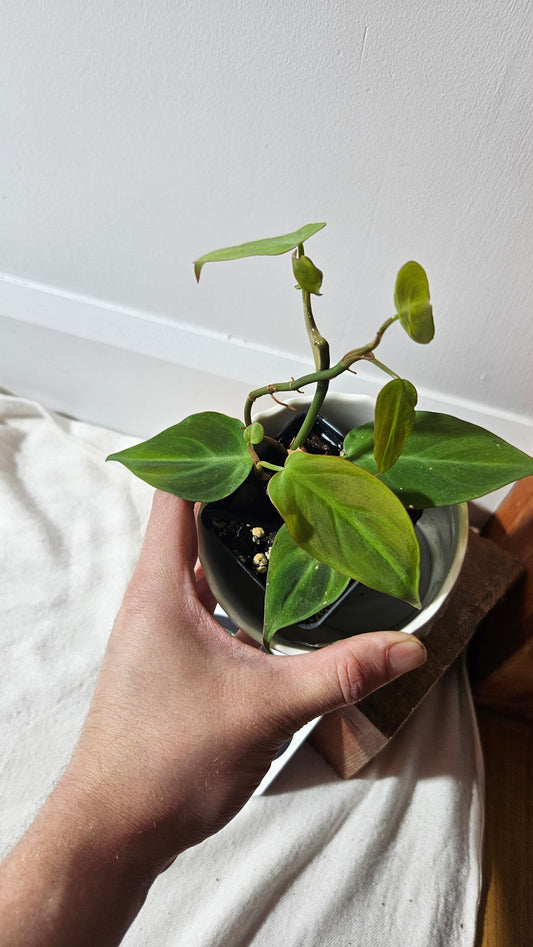 Philodendron Camposportoanum (PHI-780)