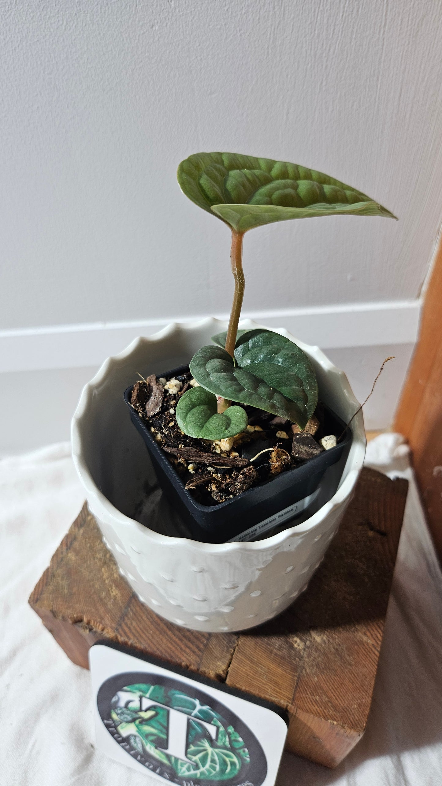 Anthurium Luxurians Platinum "format PETIT" (ANT-595)